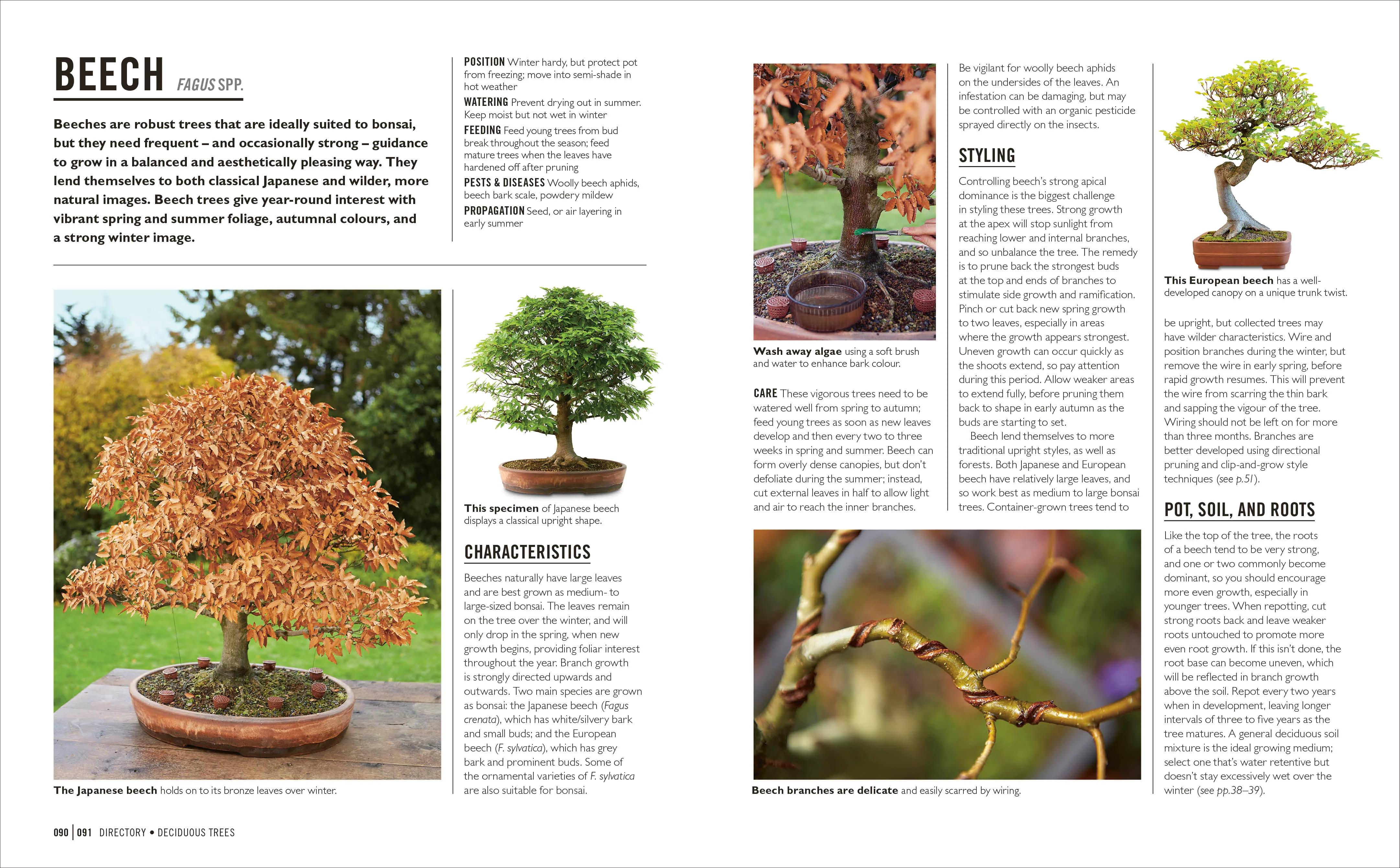 Grow Bonsai - Image 4