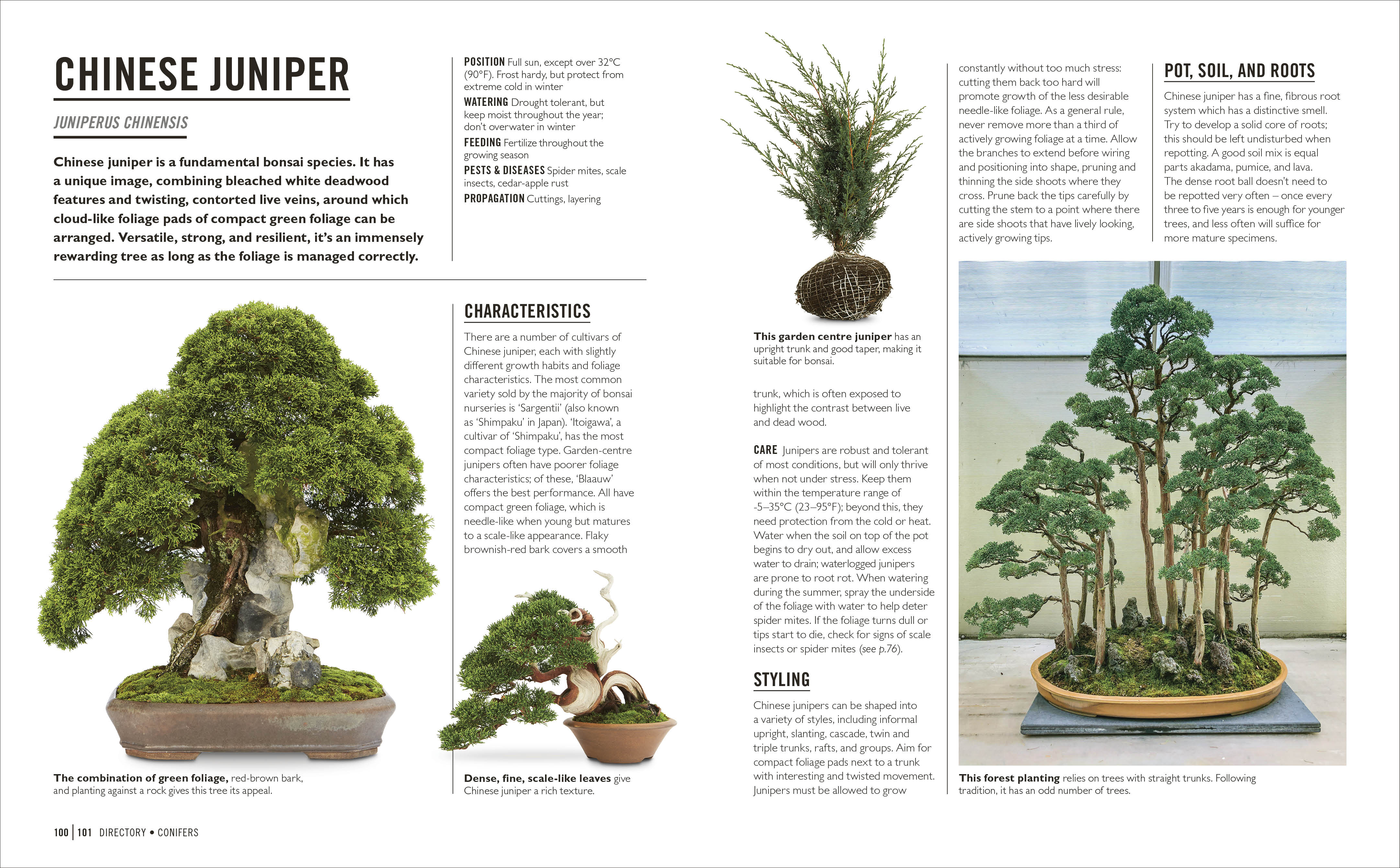 Grow Bonsai - Image 5