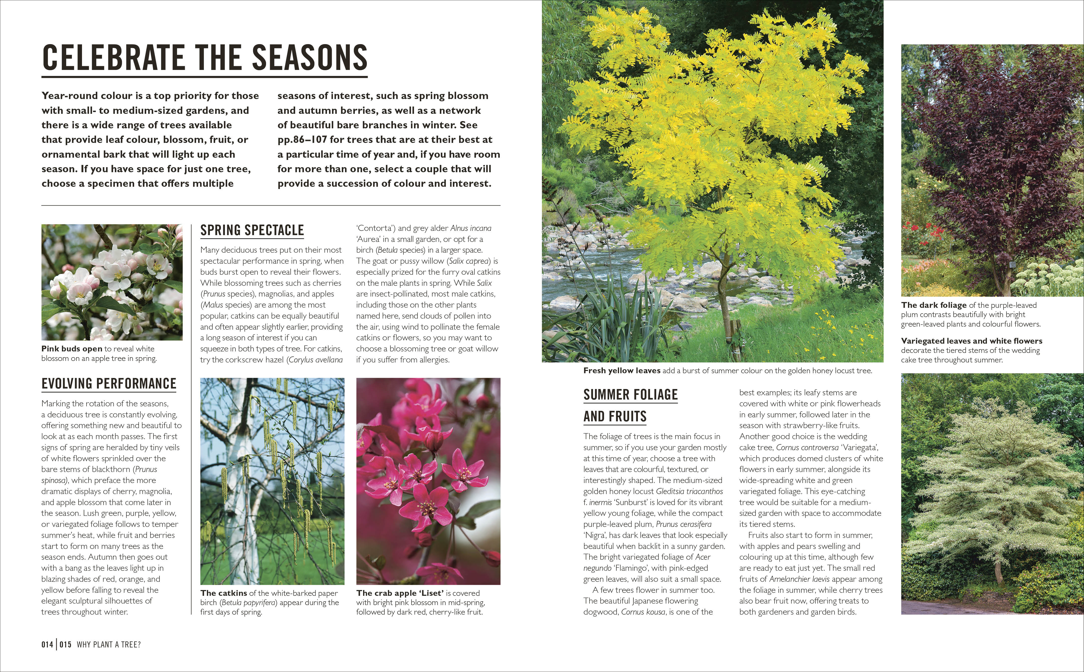 Grow Trees - Image 3