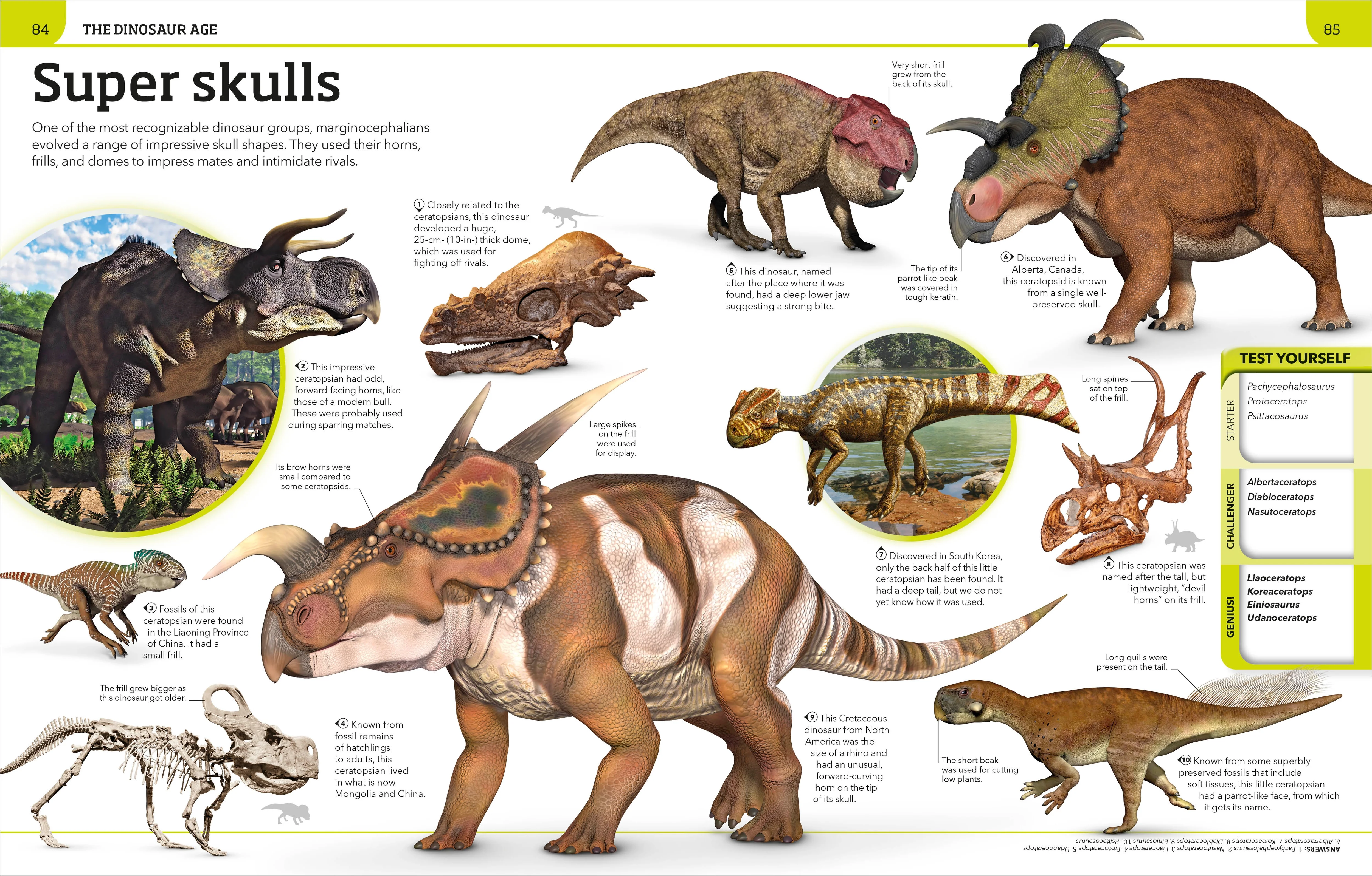 Dinosaur Knowledge Genius! - Image 5