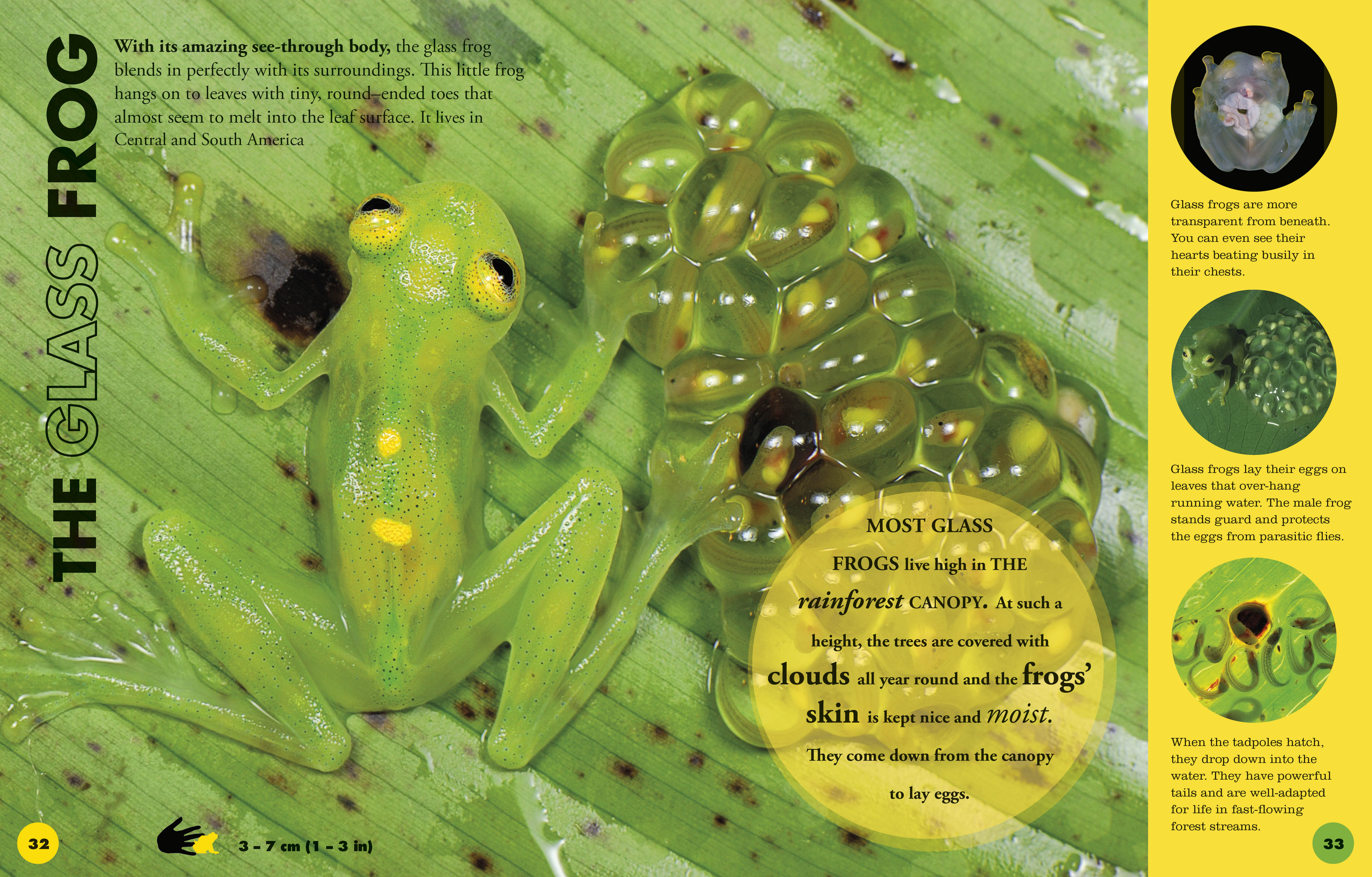 Everything You Need to Know About Frogs - Image 3