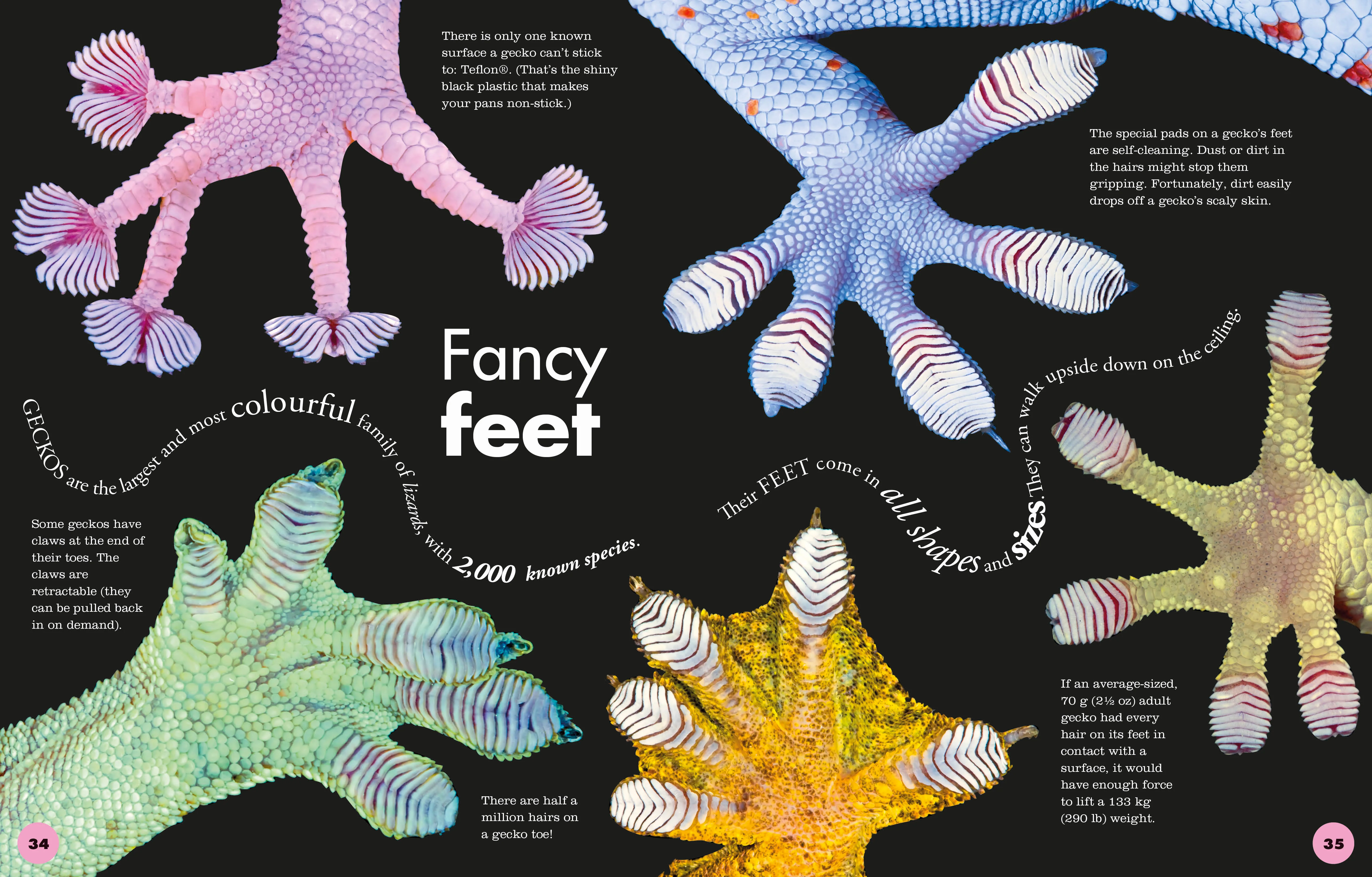 Everything You Need to Know About Frogs - Image 4