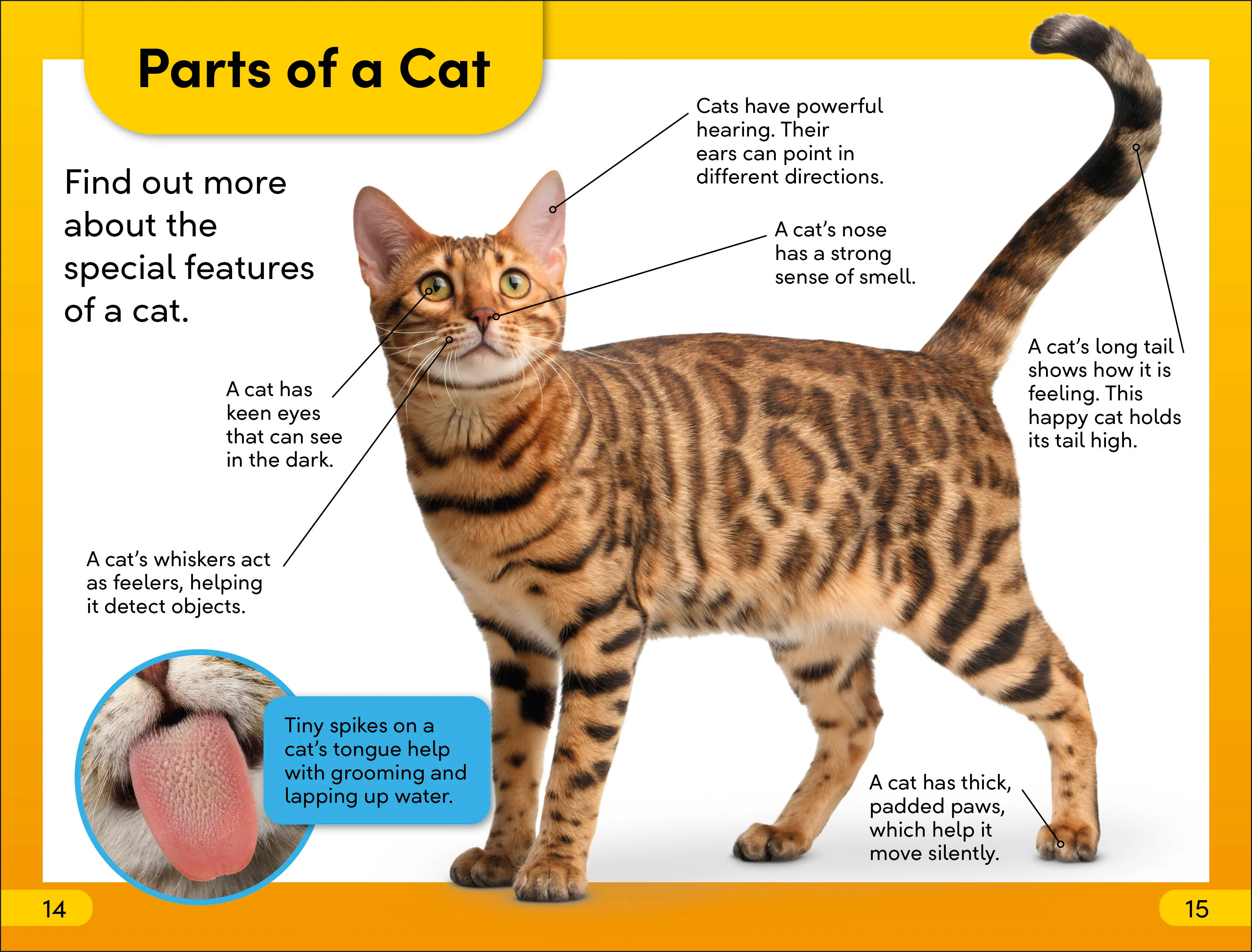 DK Super Readers Level 2 Cats and Kittens - Image 3