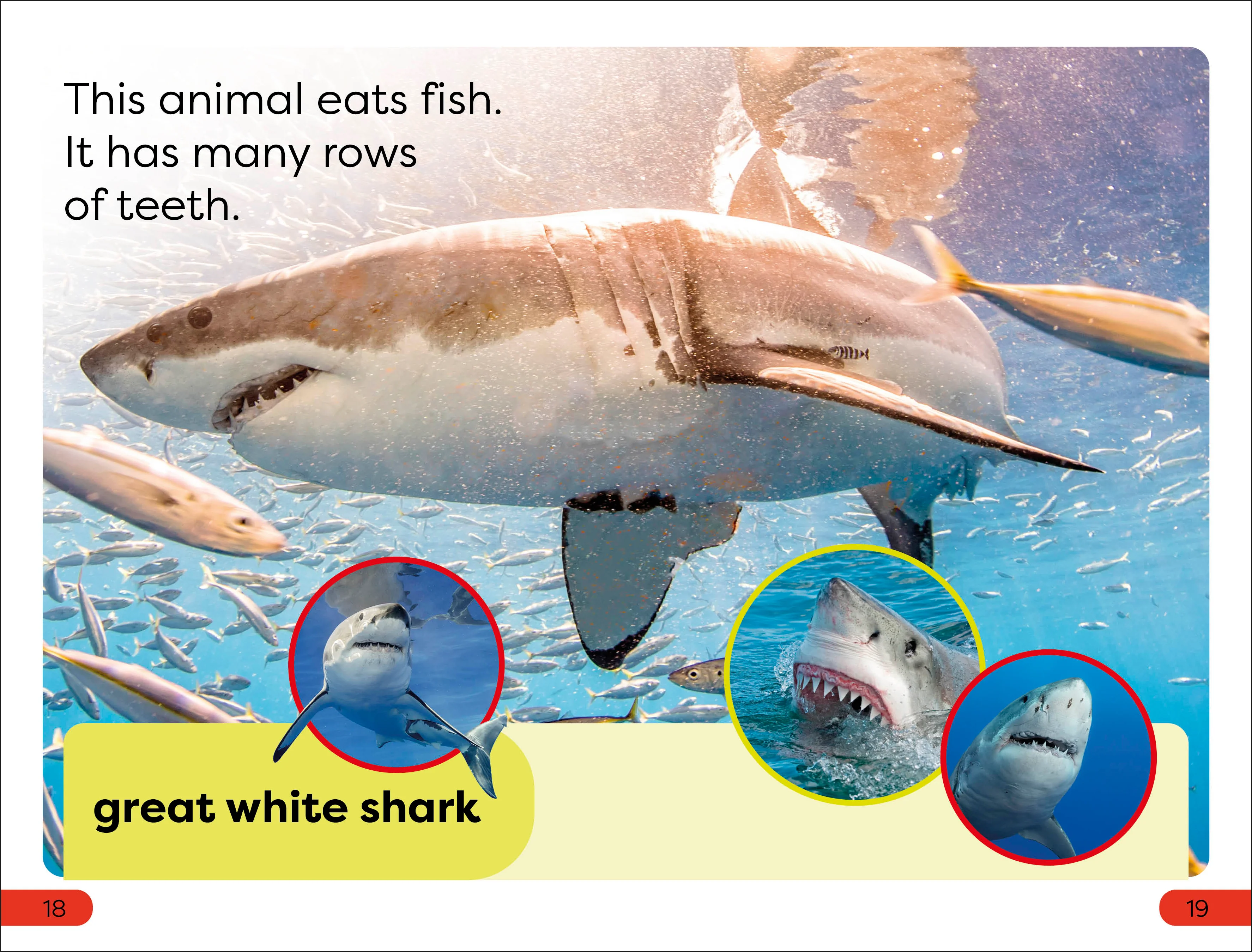 DK Super Readers Pre-Level Chomp! Big Teeth - Image 3