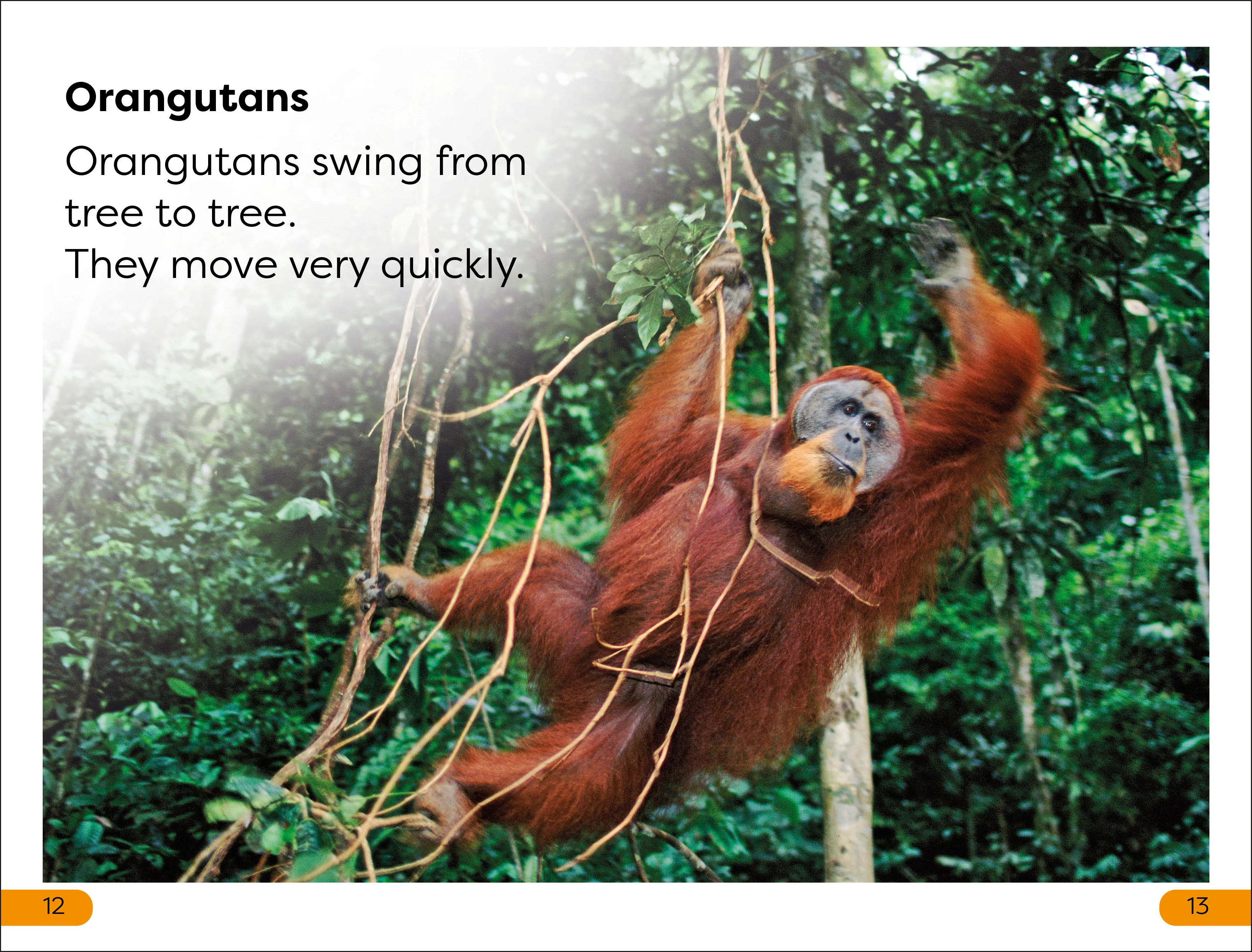 DK Super Readers Level 1 Jungle Animals - Image 3