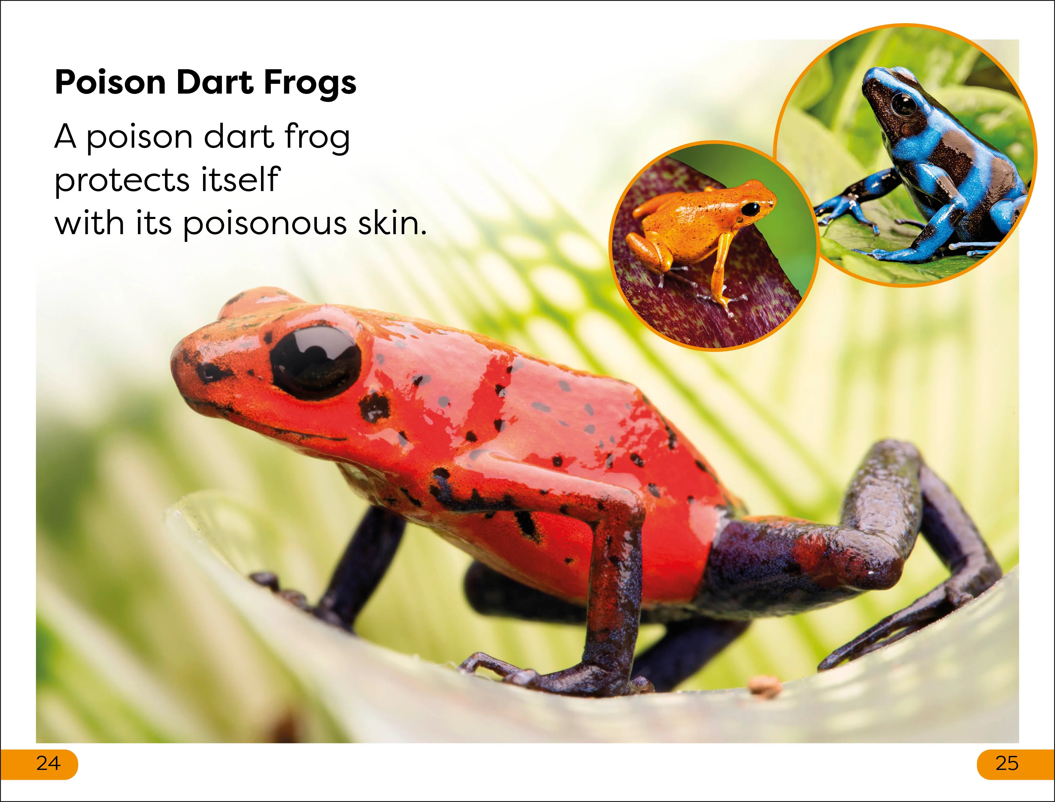 DK Super Readers Level 1 Jungle Animals - Image 4