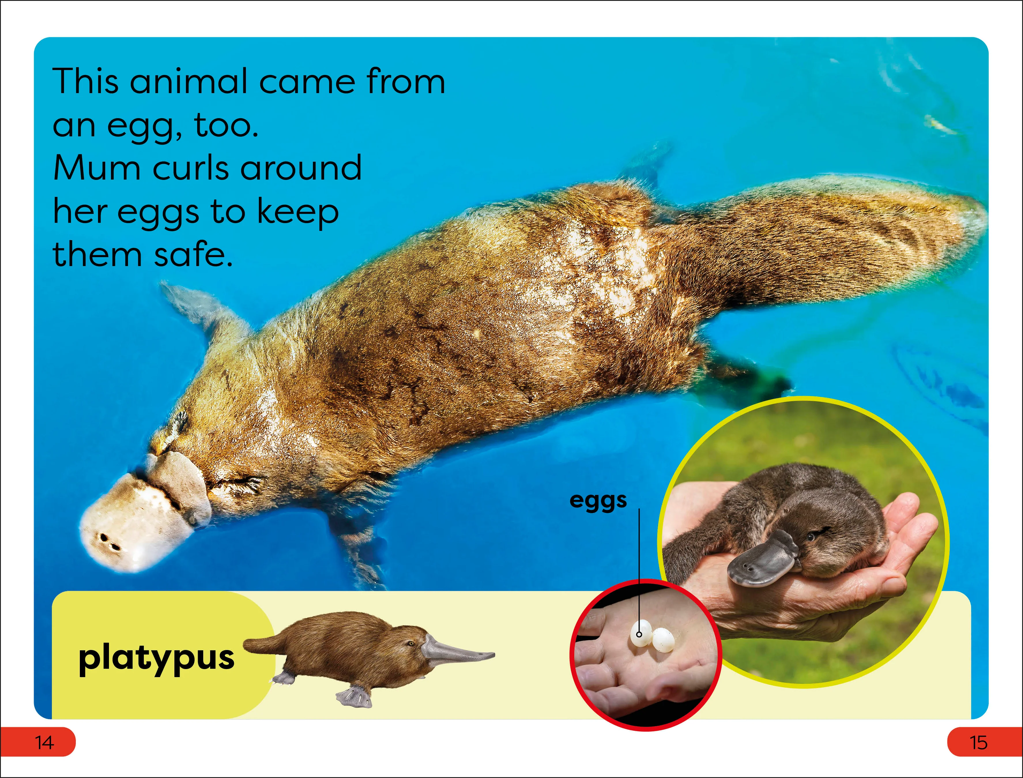 DK Super Readers Pre-Level What Starts in an Egg? - Image 3