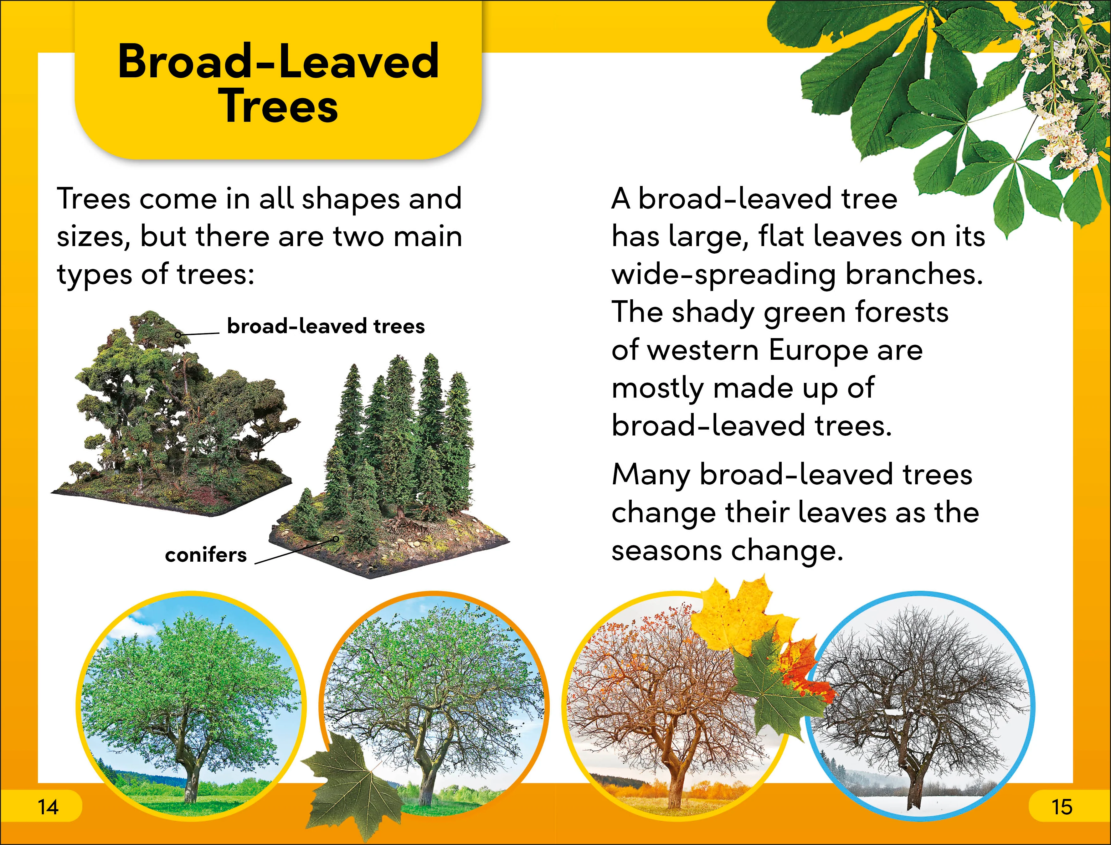 DK Super Readers Level 2 The Secret Life of Trees - Image 3