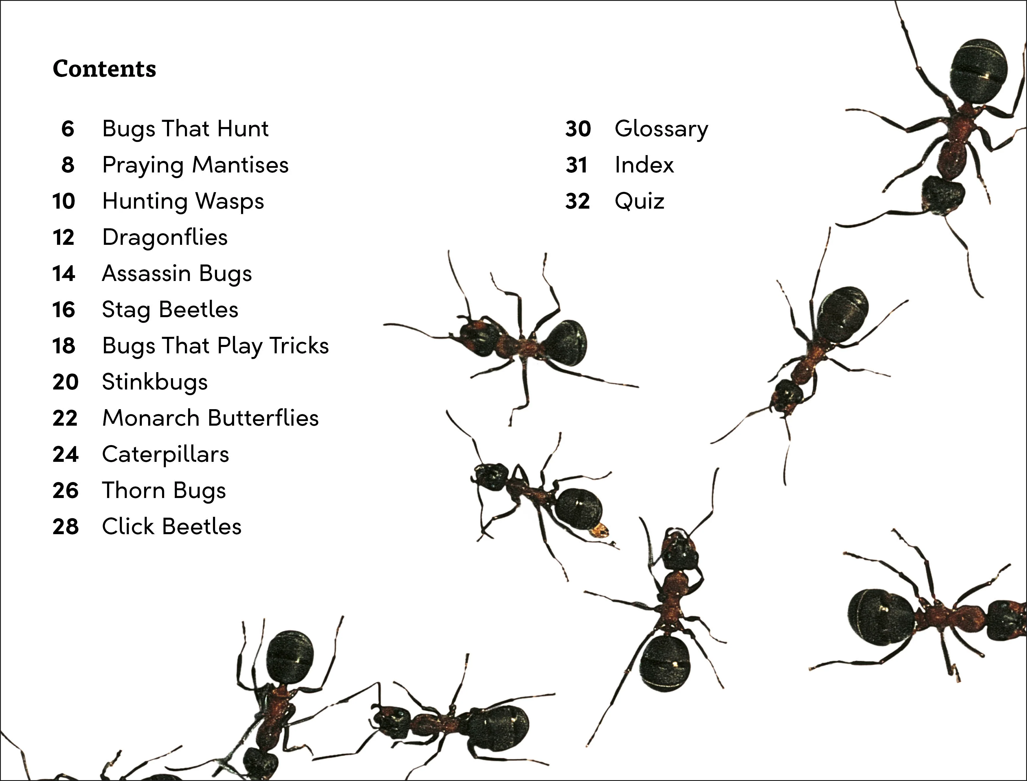 DK Super Readers Level 3 Bugs! Bugs! Bugs! - Image 2