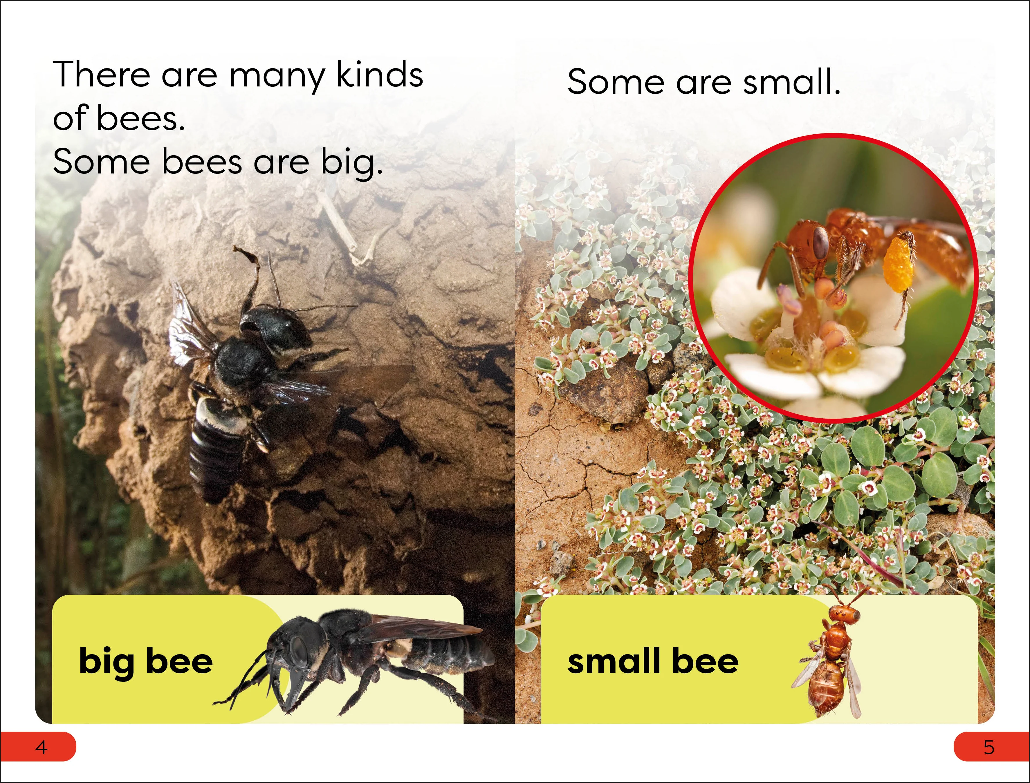 DK Super Readers Pre-Level Save the Bees - Image 2