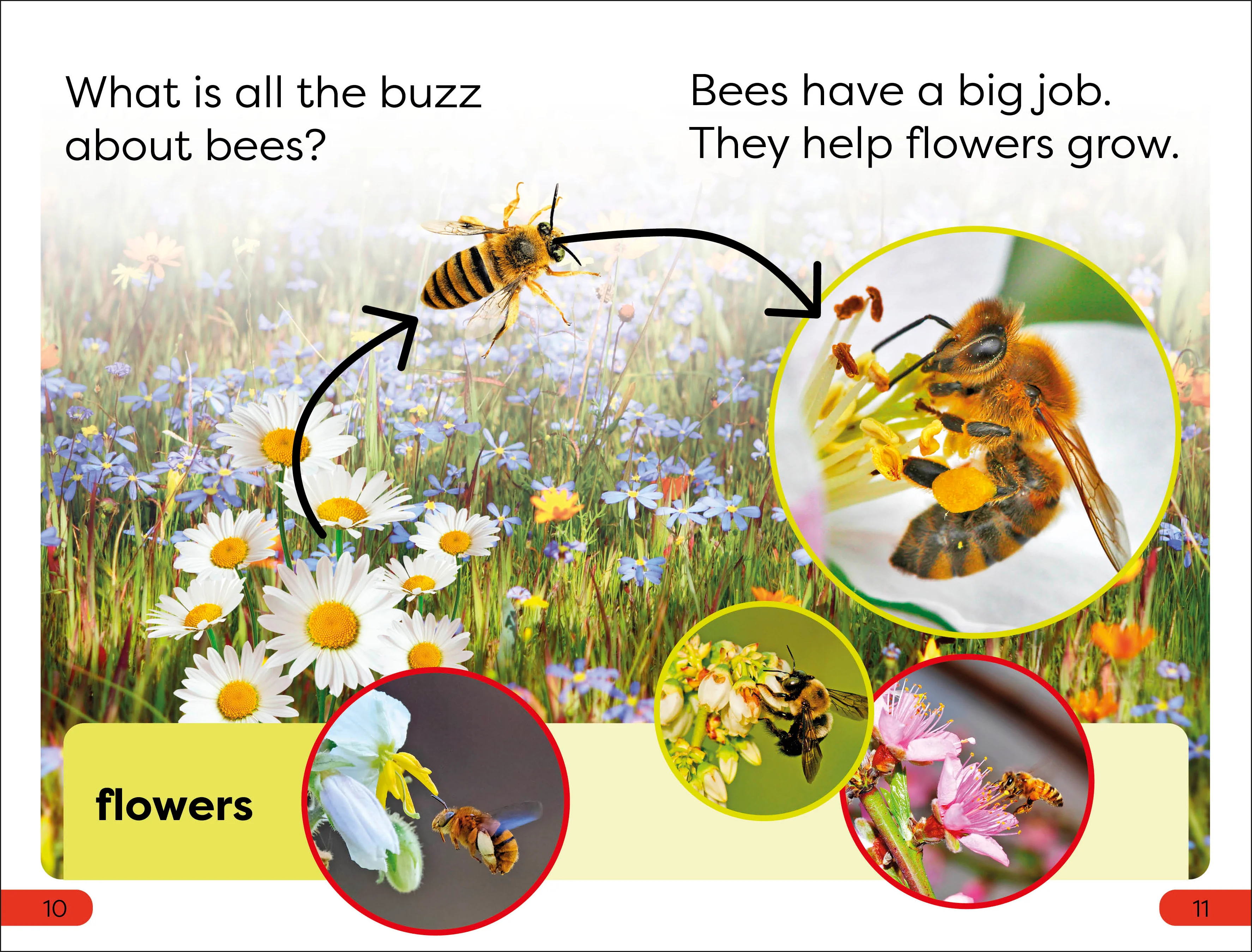 DK Super Readers Pre-Level Save the Bees - Image 3