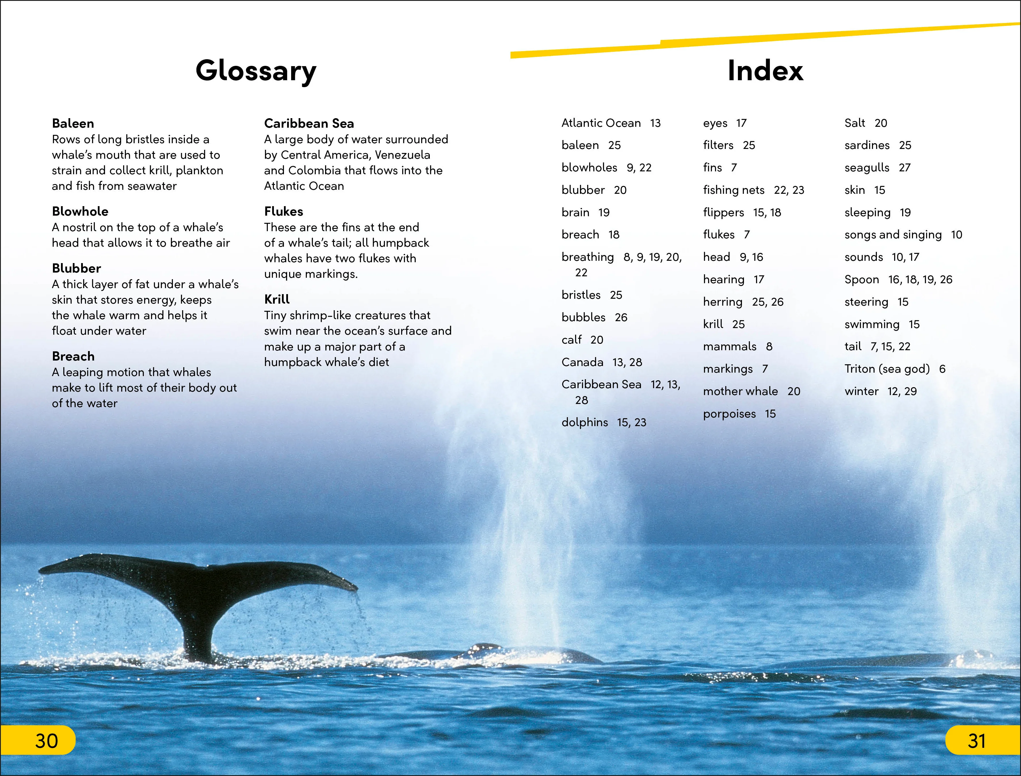 DK Super Readers Level 2 Journey of a Humpback Whale - Image 4