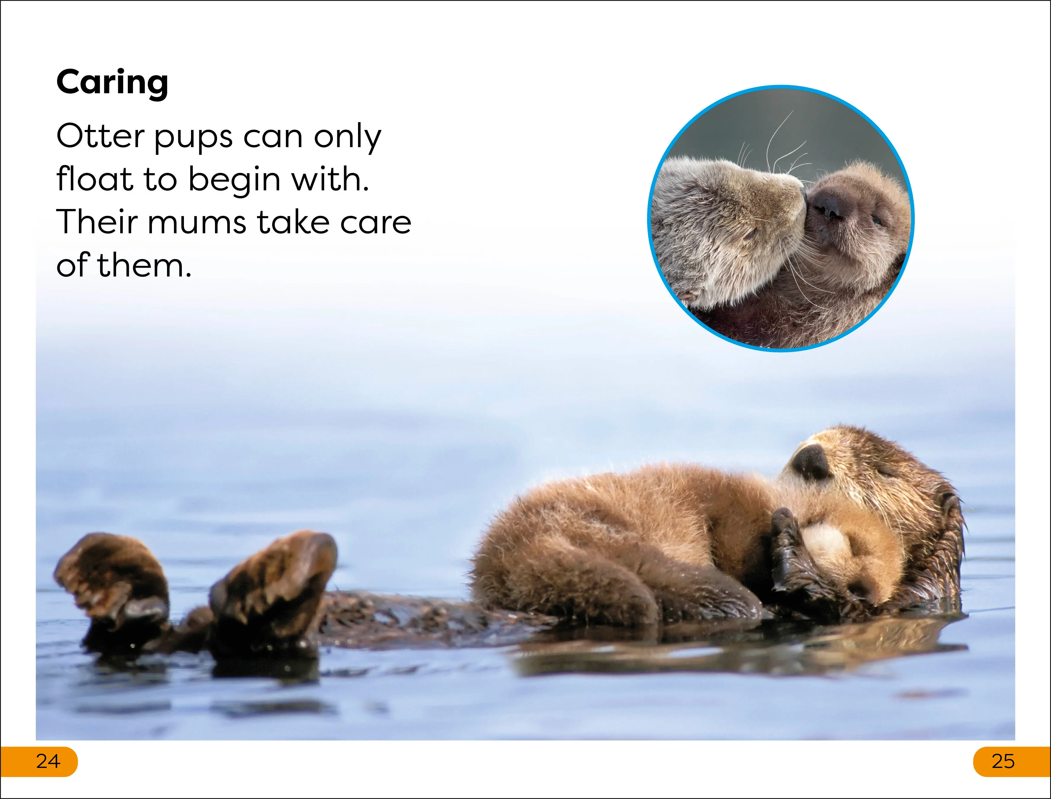 DK Super Readers Level 1 Sea Otters - Image 3