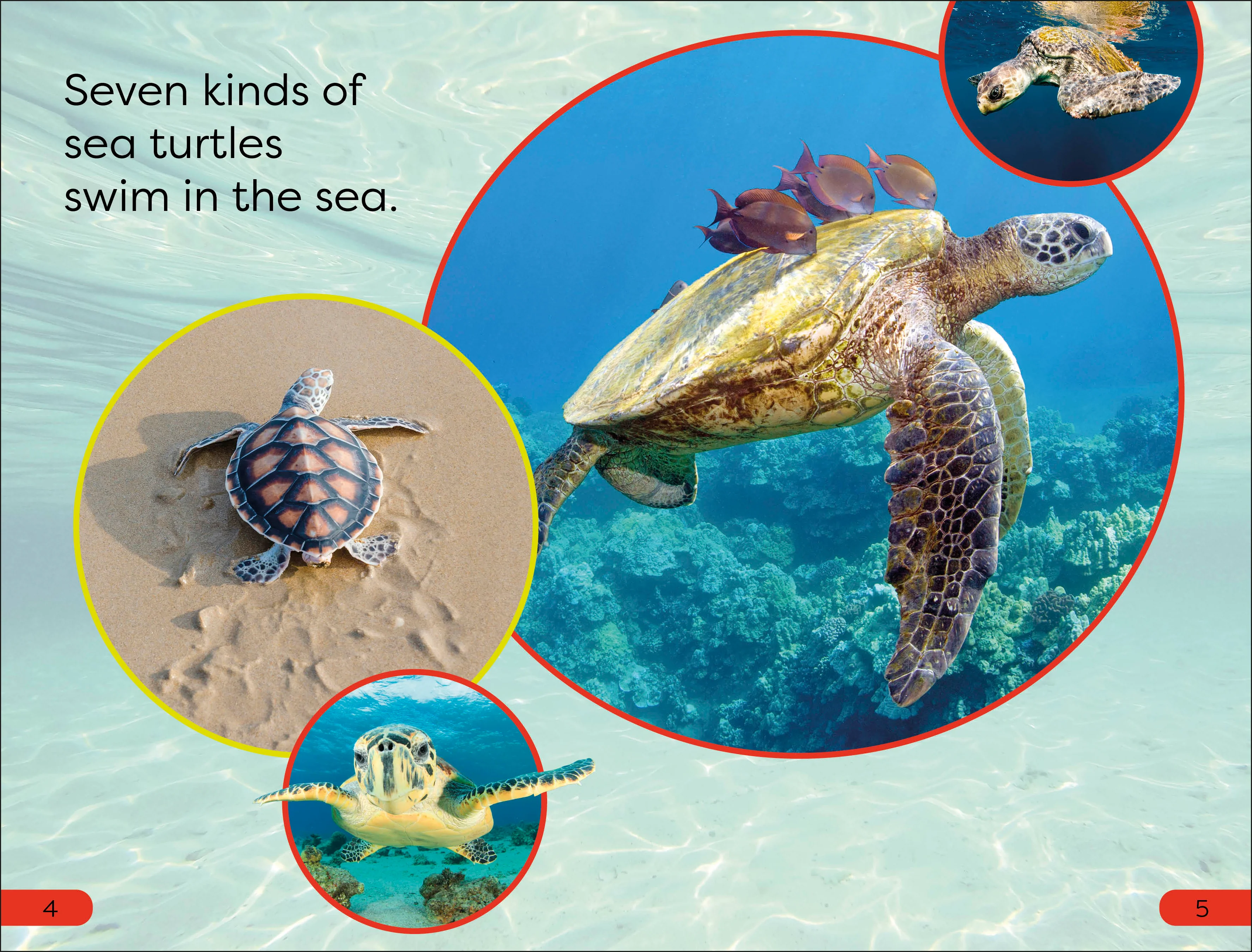 DK Super Readers Pre-Level Save the Sea Turtles - Image 2