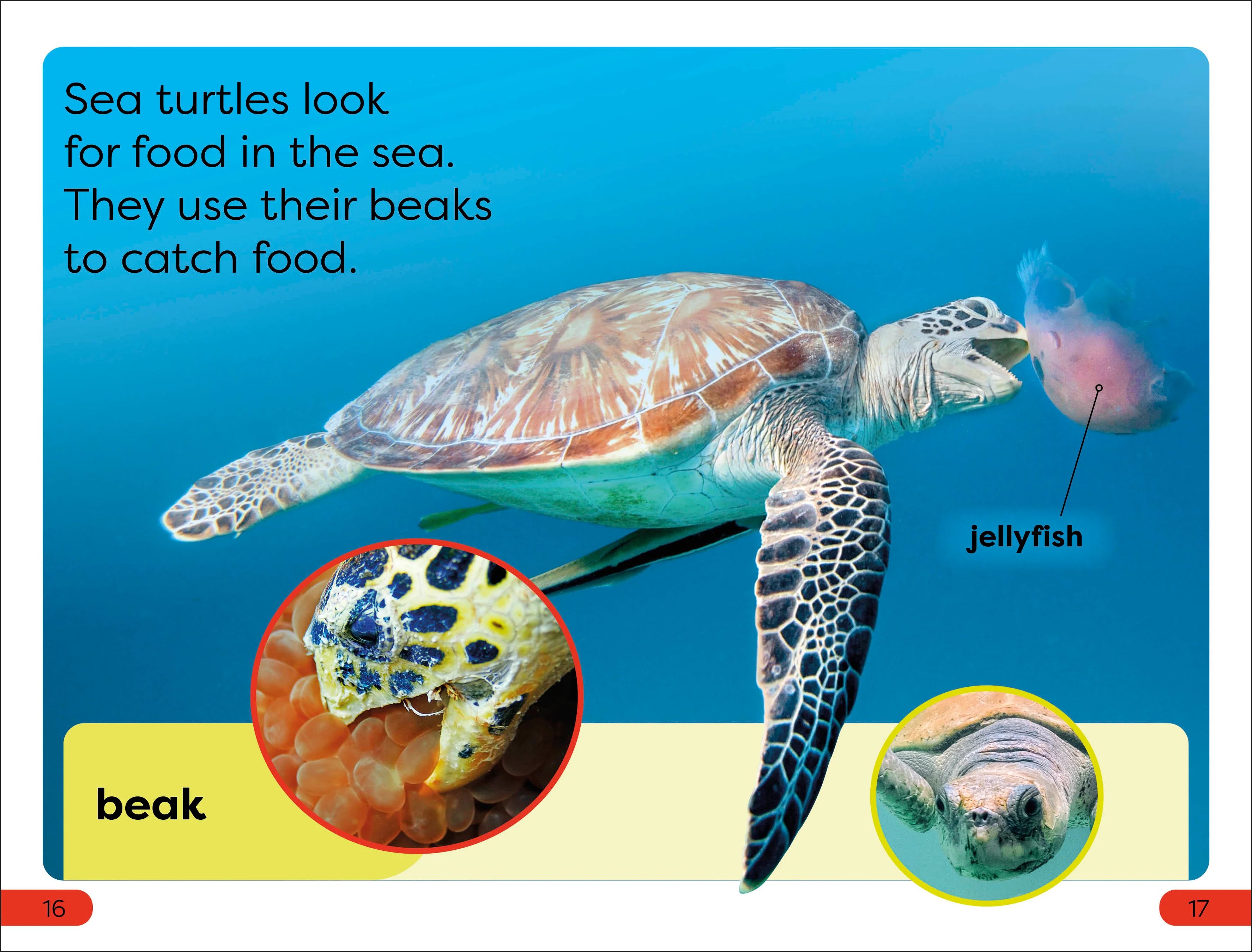 DK Super Readers Pre-Level Save the Sea Turtles - Image 3