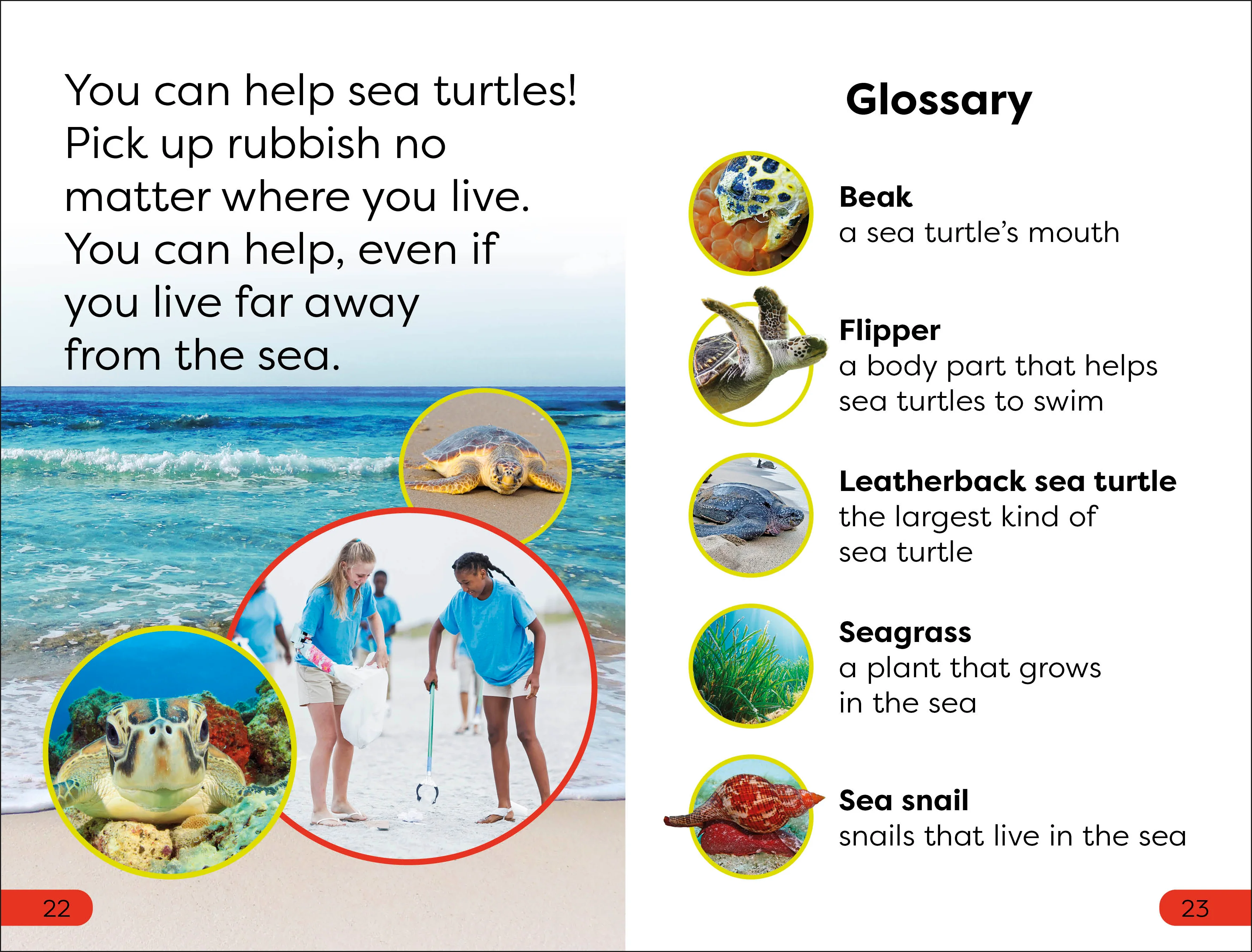 DK Super Readers Pre-Level Save the Sea Turtles - Image 4
