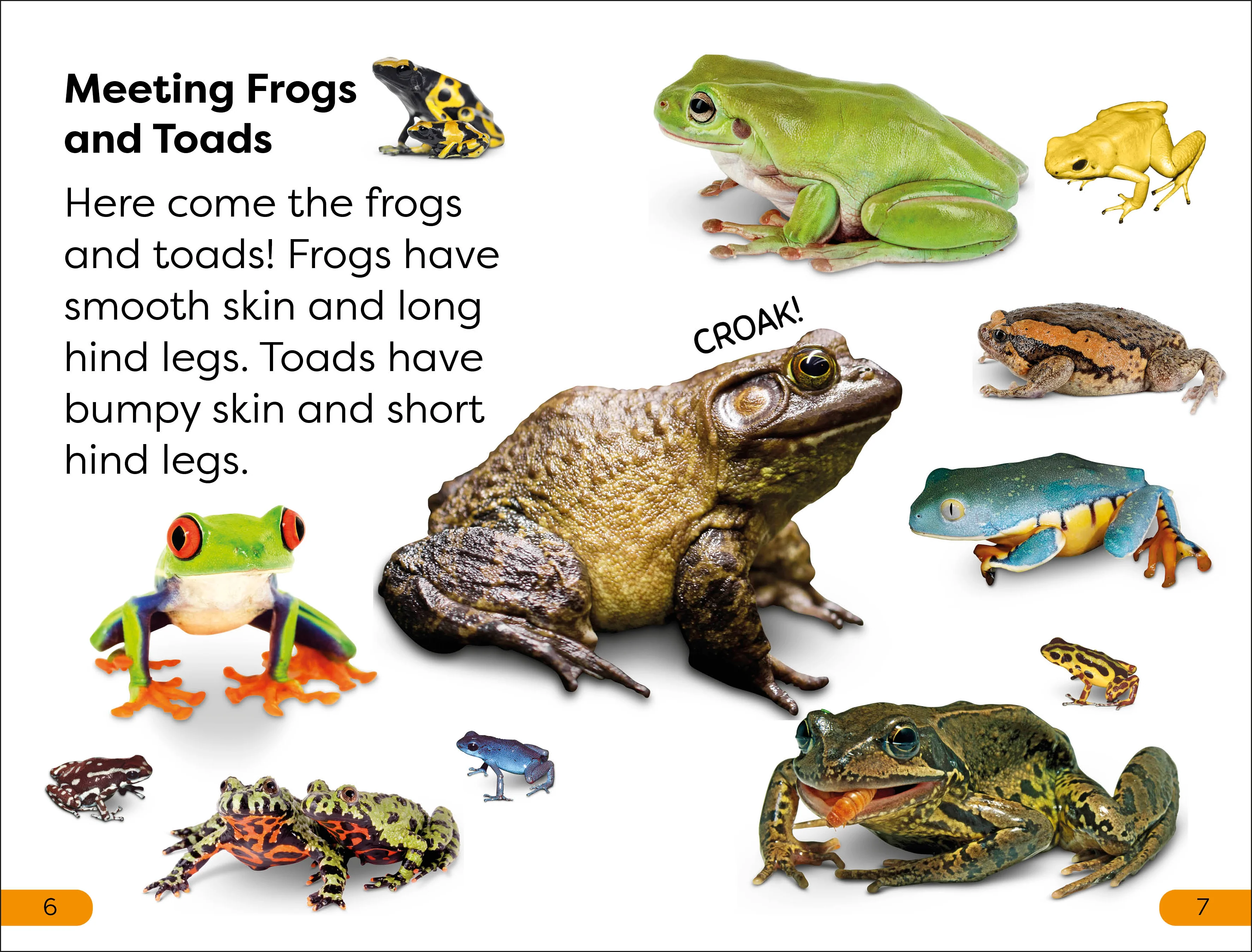 DK Super Readers Level 1 Frogs and Toads - Image 3