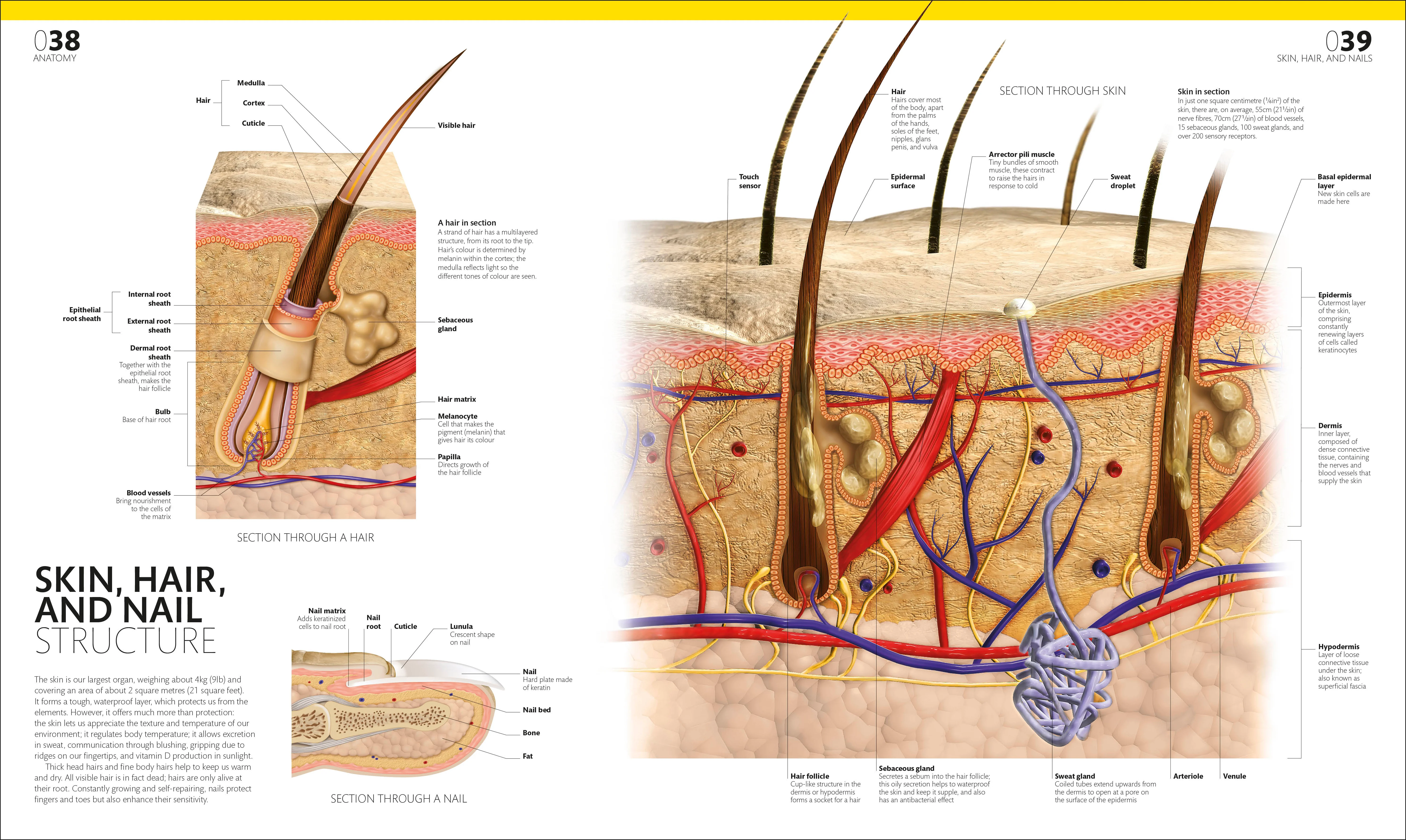 The Complete Human Body - Image 3