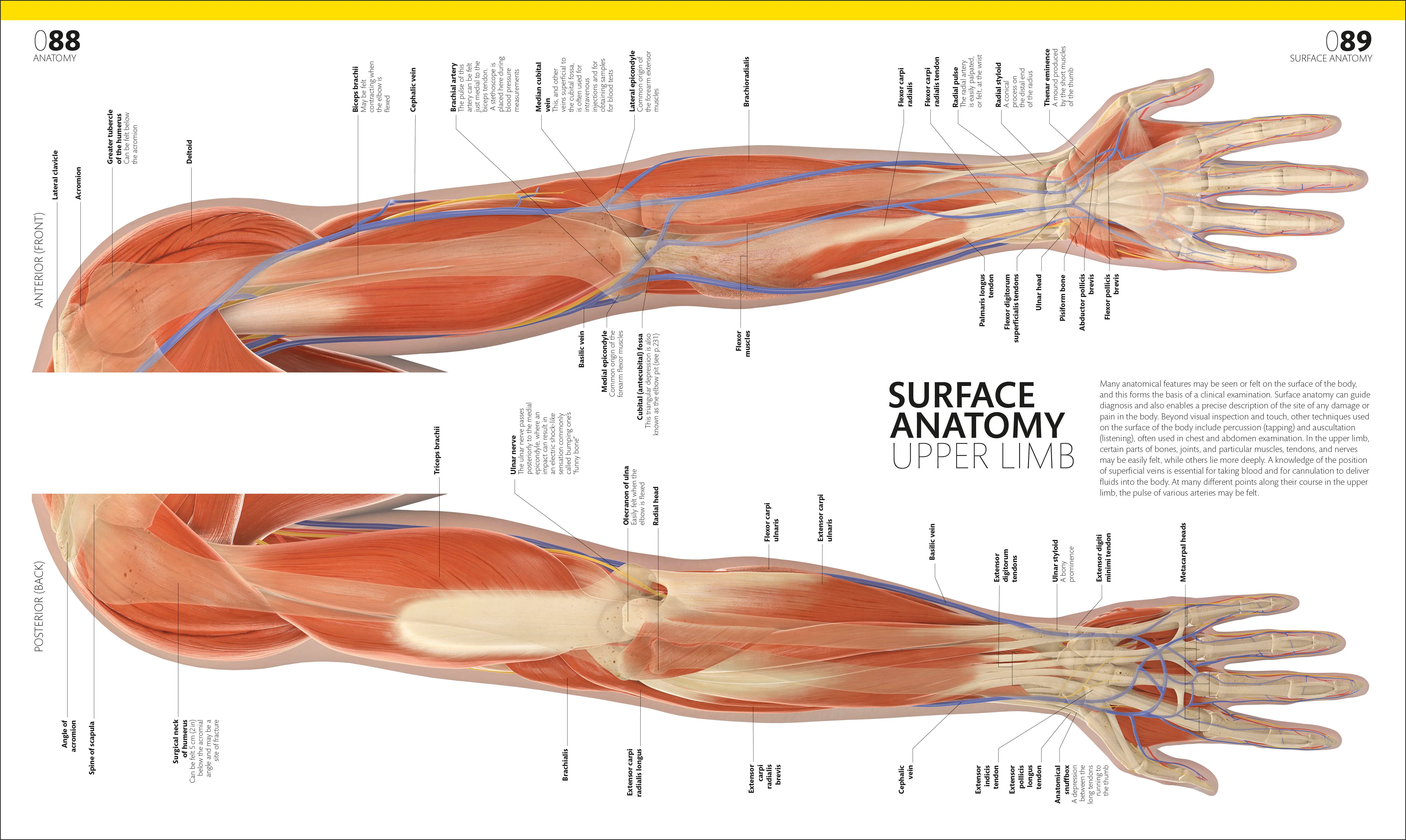 The Complete Human Body - Image 4