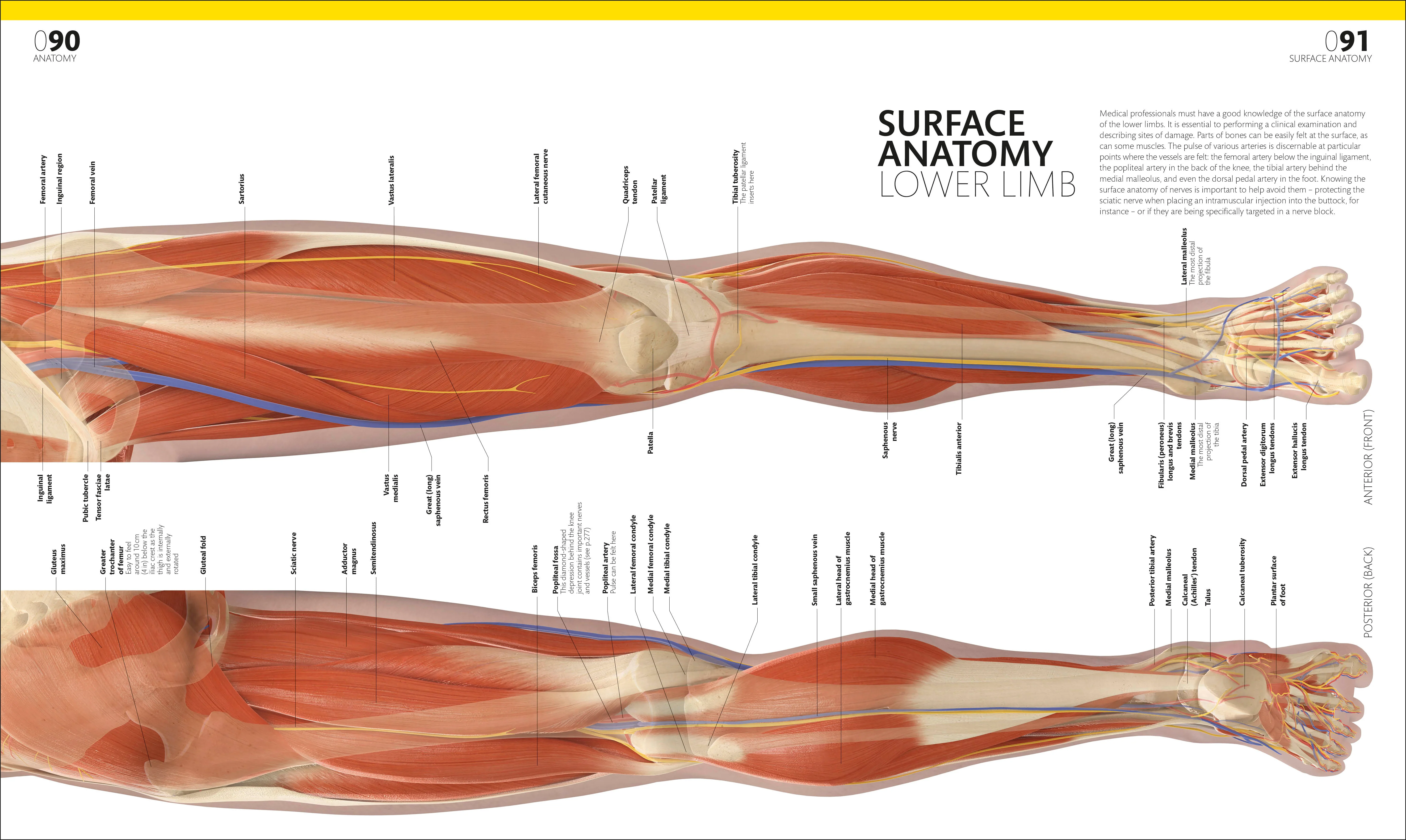 The Complete Human Body - Image 5