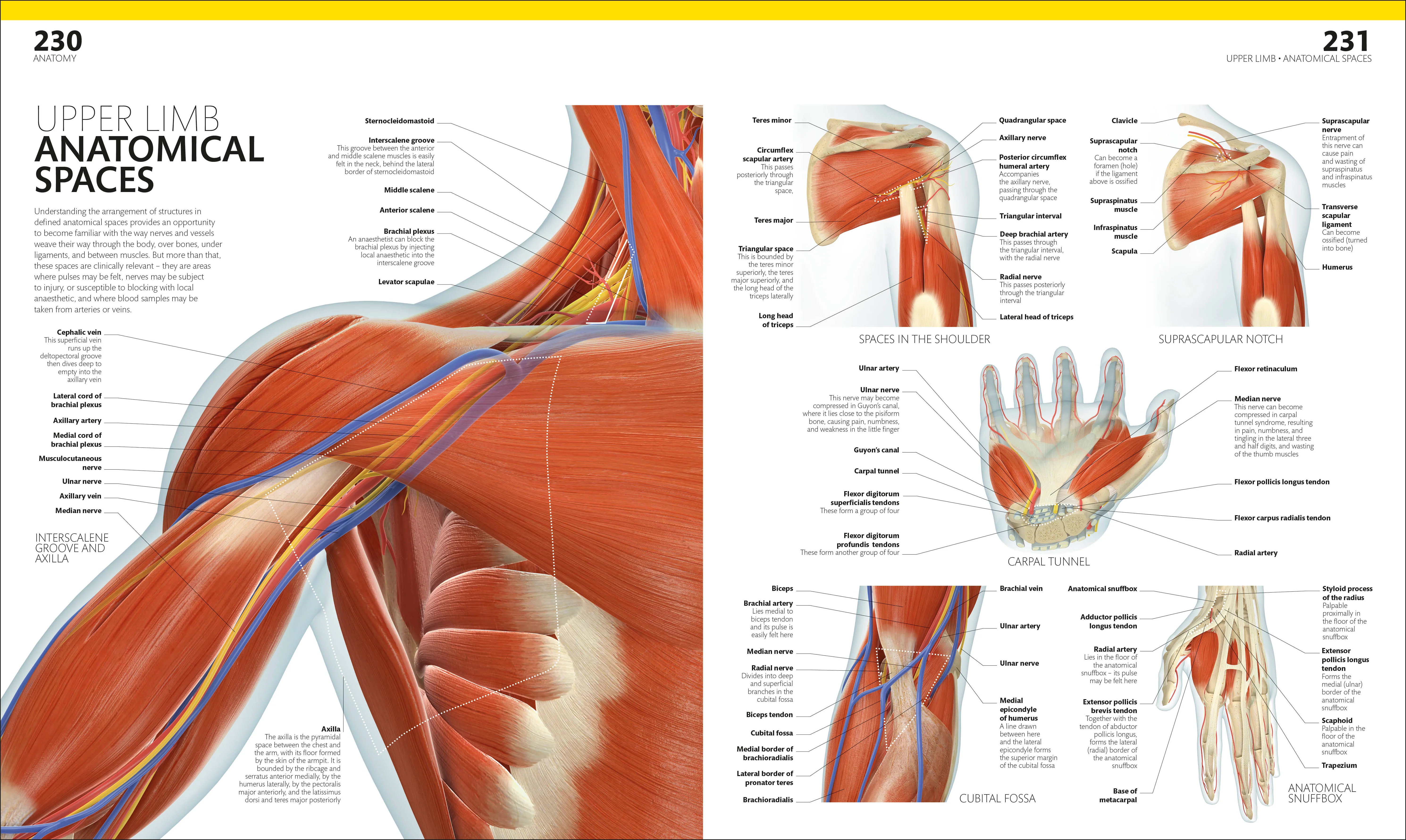 The Complete Human Body - Image 6