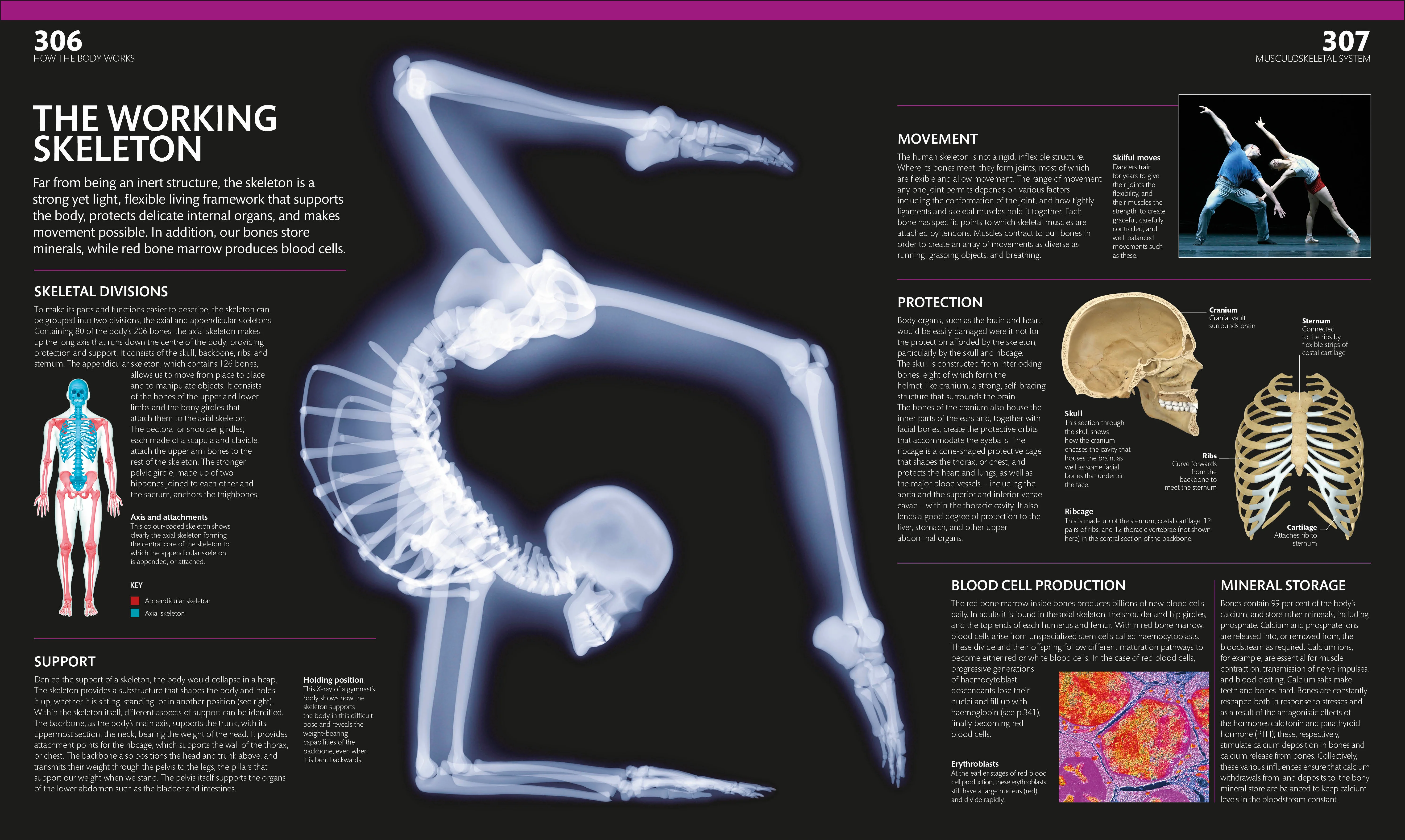 The Complete Human Body - Image 7