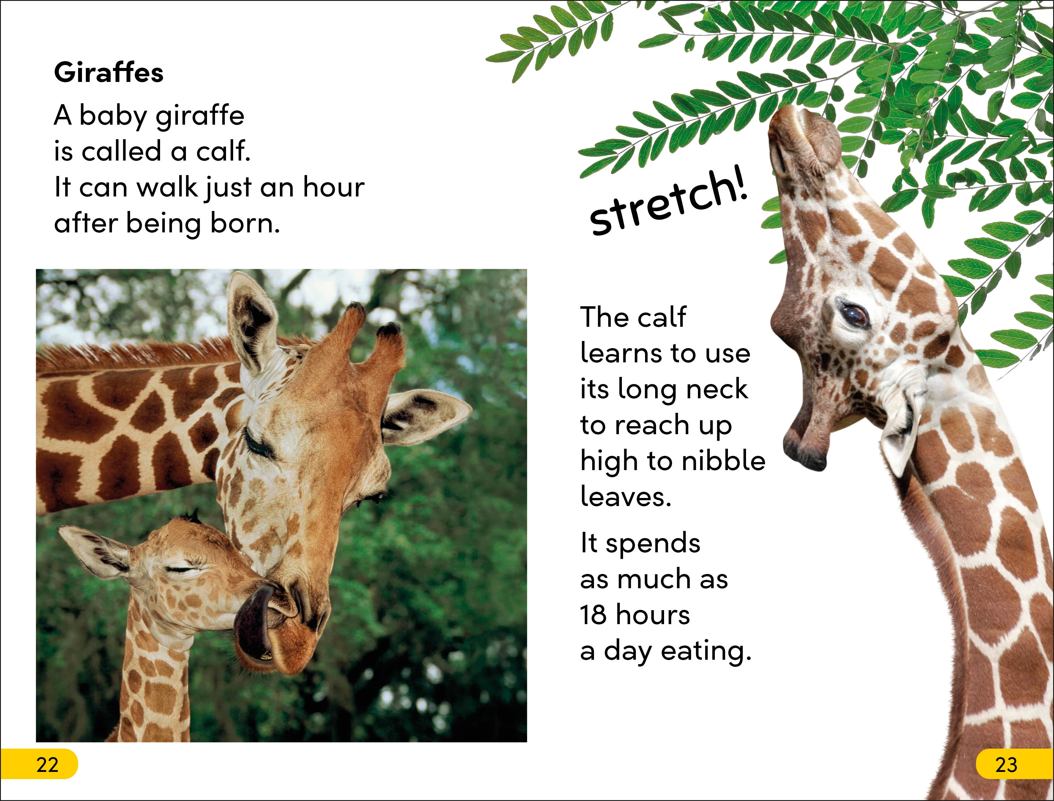 DK Super Readers Level 2 Wild Baby Animals - Image 3