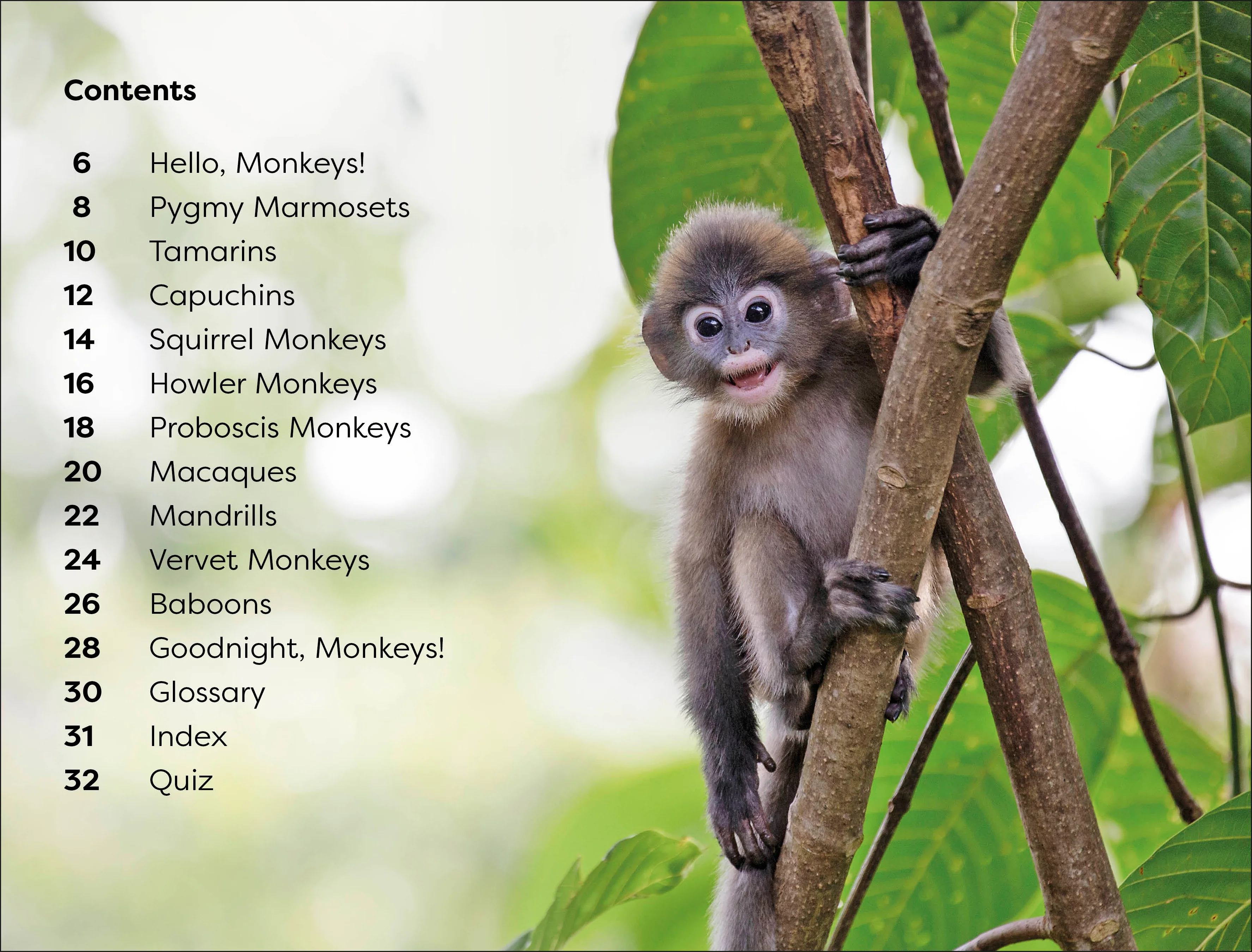 DK Super Readers Level 1 Monkeys - Image 2
