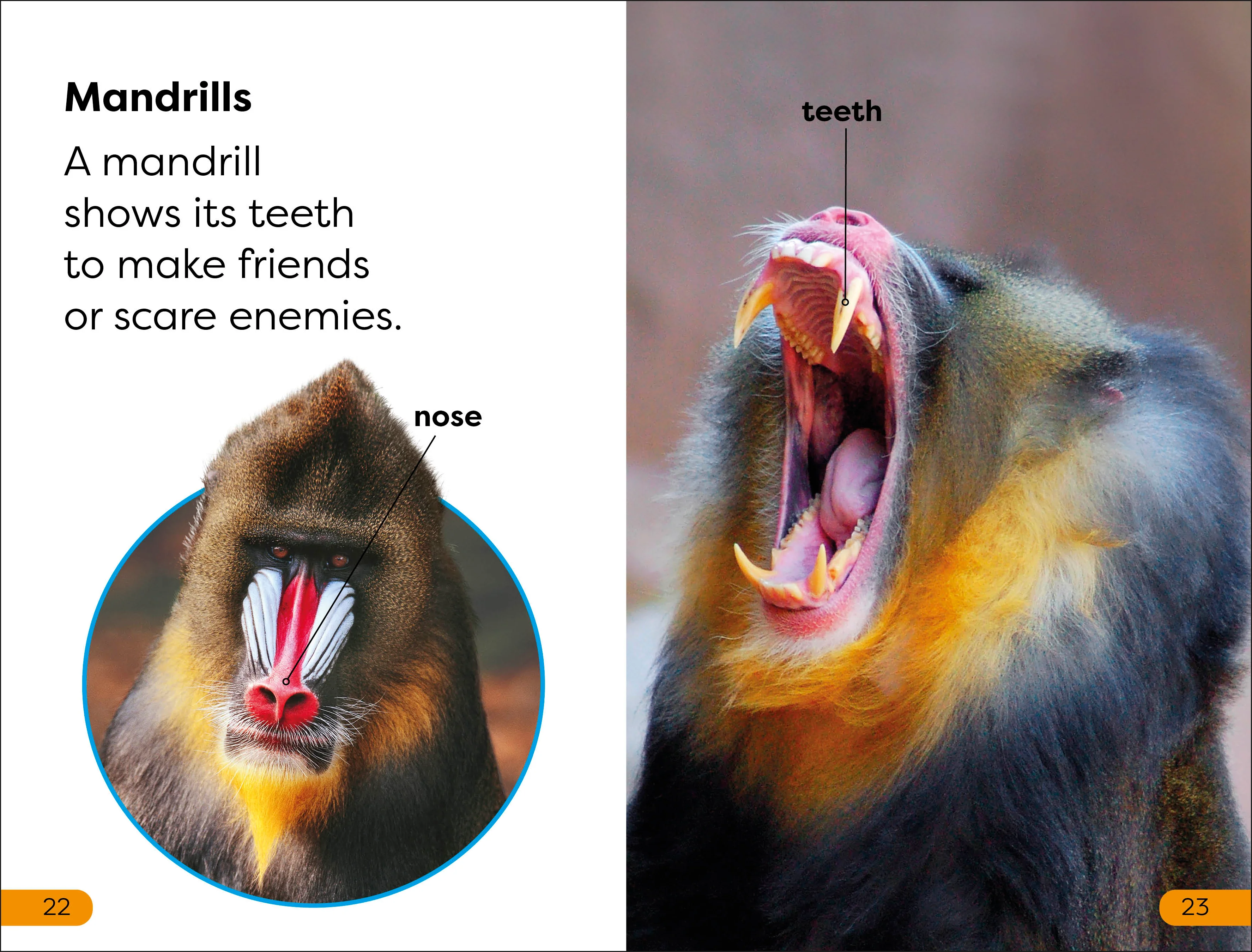 DK Super Readers Level 1 Monkeys - Image 3