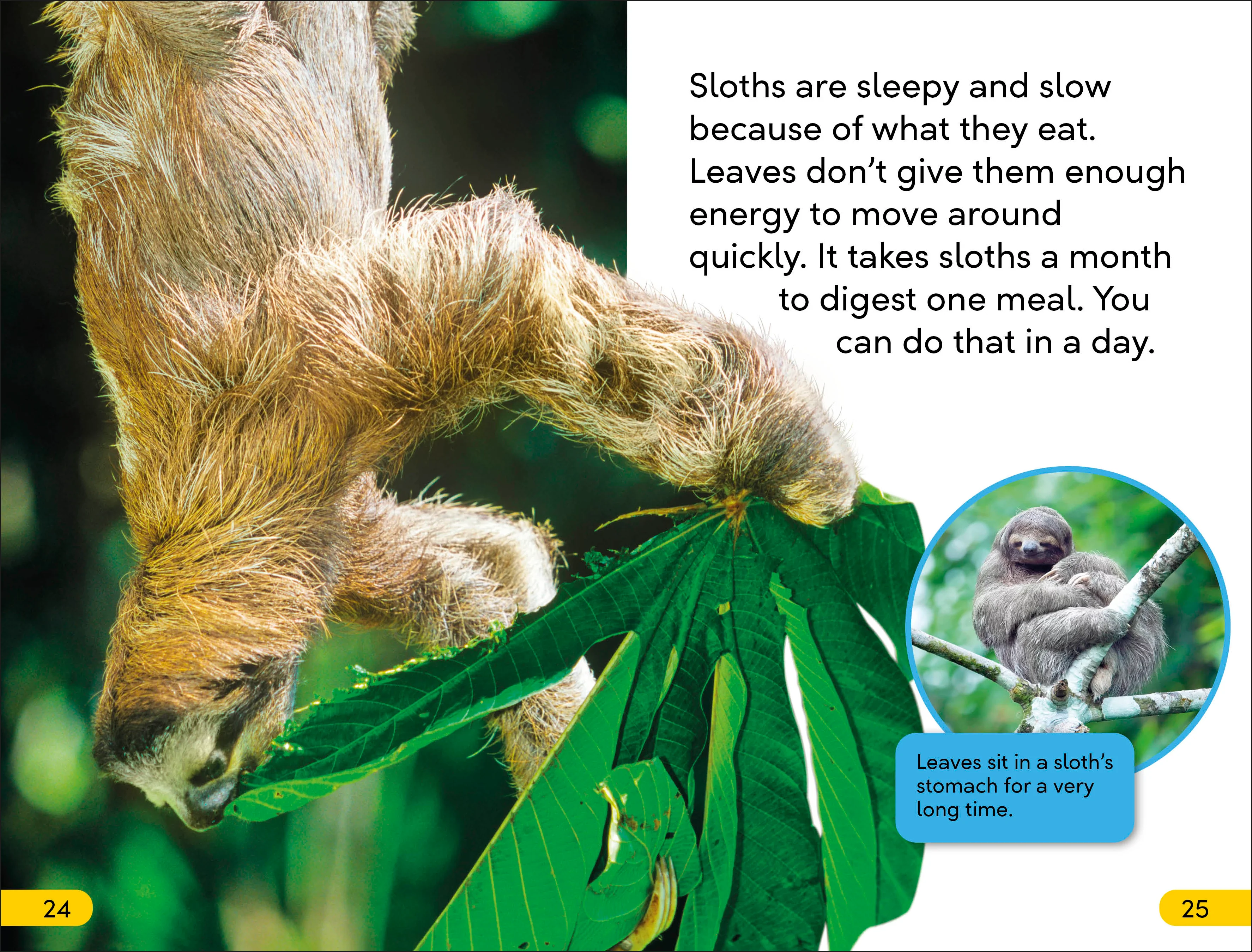 DK Super Readers Level 2 Sloths - Image 3