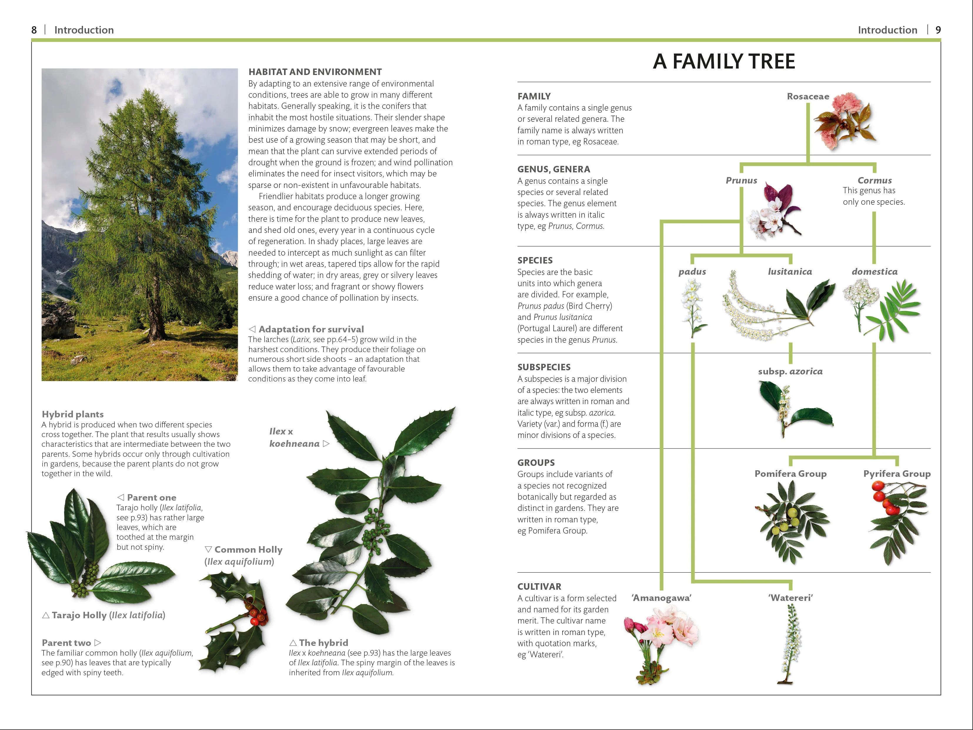 Trees - Image 2
