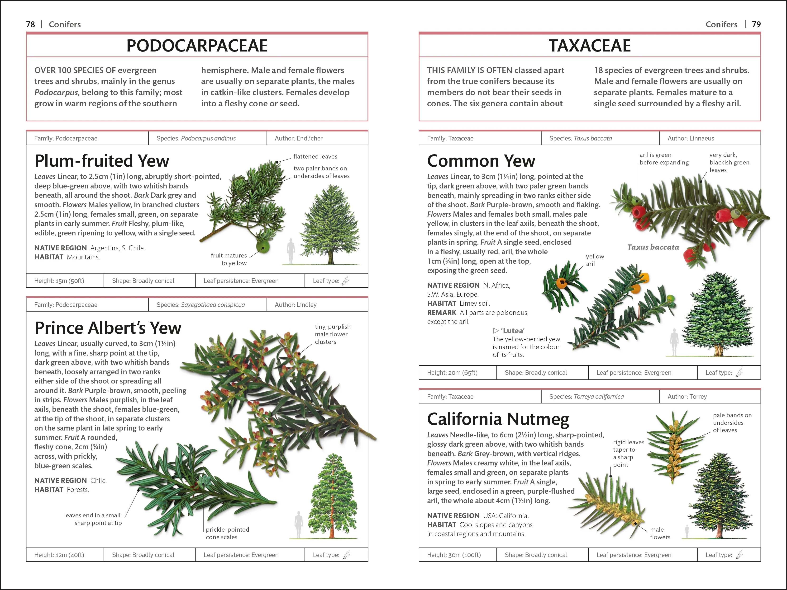 Trees - Image 3
