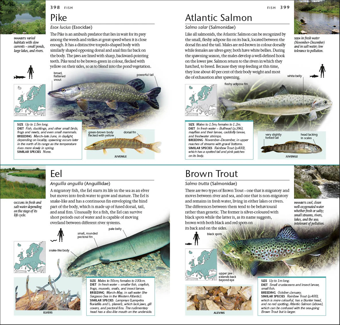 Pocket Nature Wildlife of Britain and Ireland - Image 4