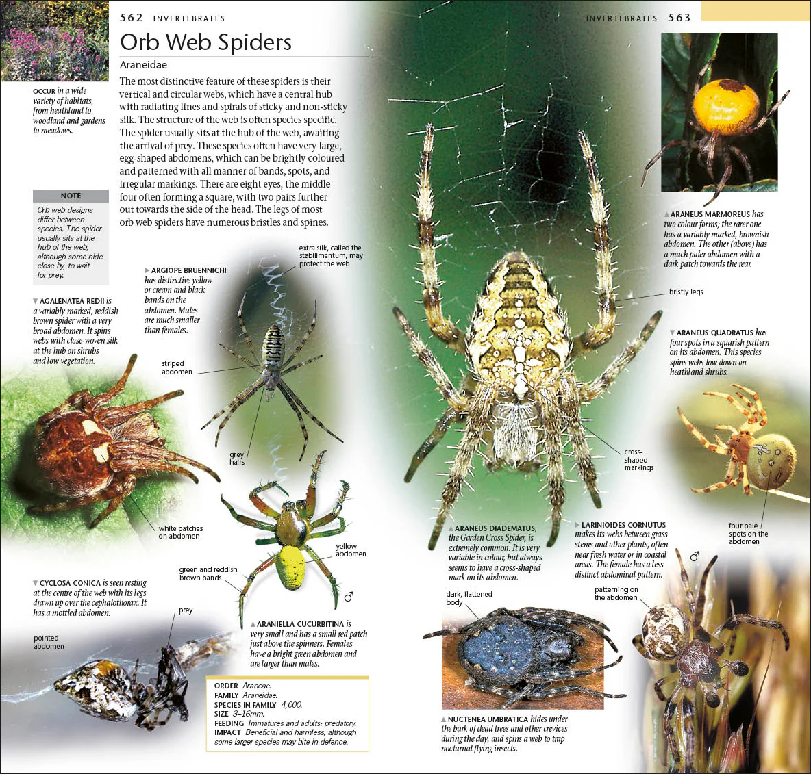 Pocket Nature Wildlife of Britain and Ireland - Image 6