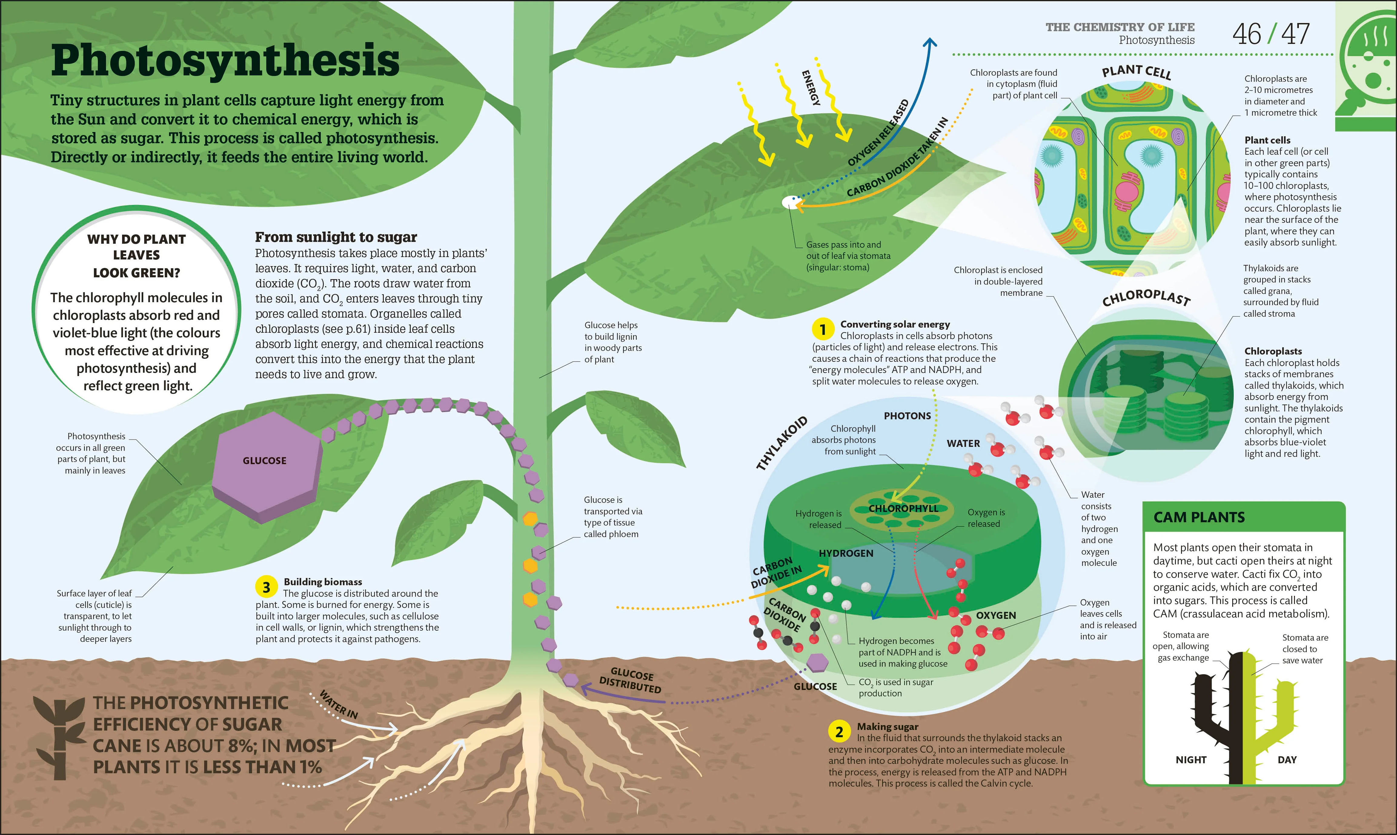 How Biology Works - Image 3