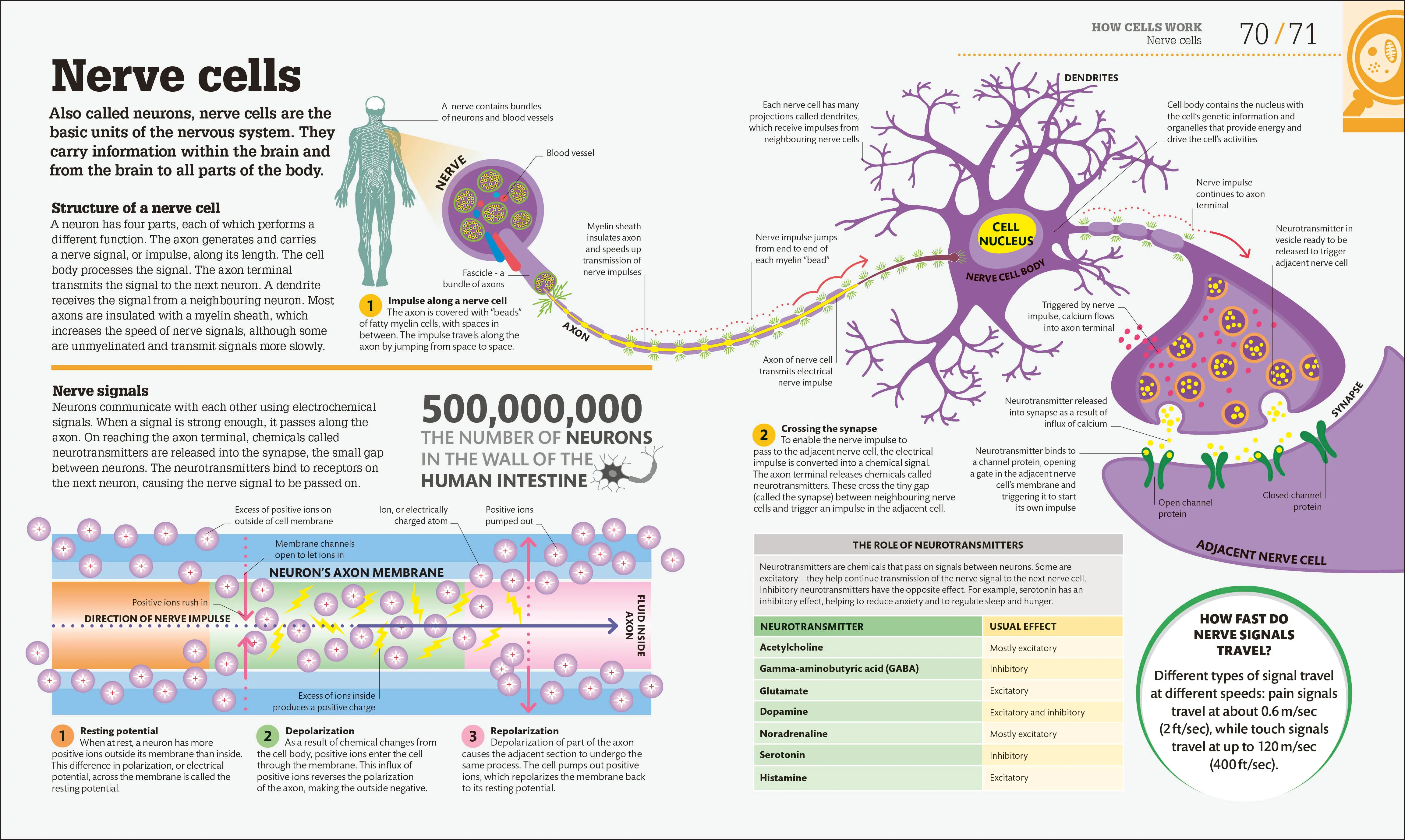 How Biology Works - Image 5