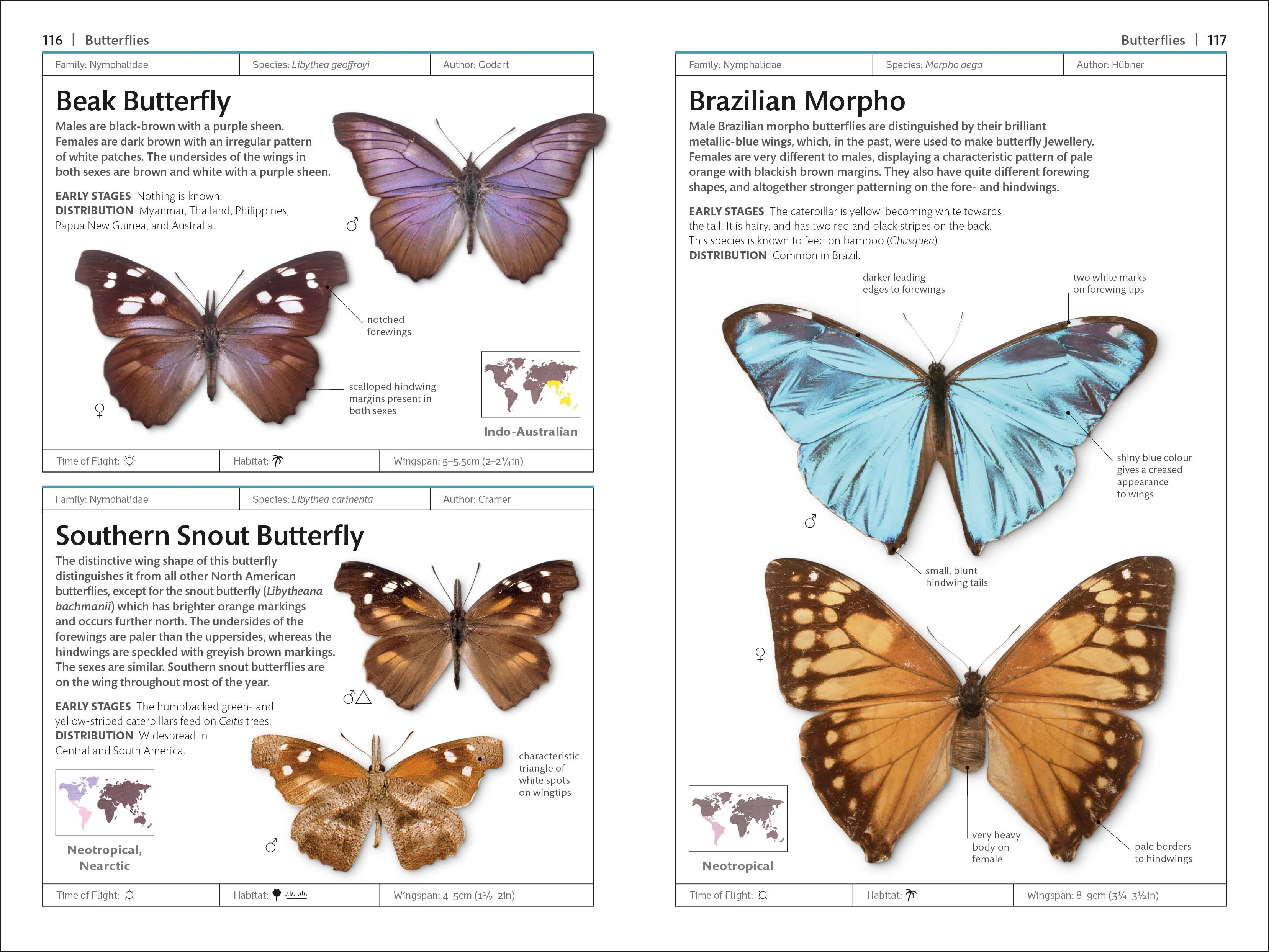 Butterflies and Moths - Image 3