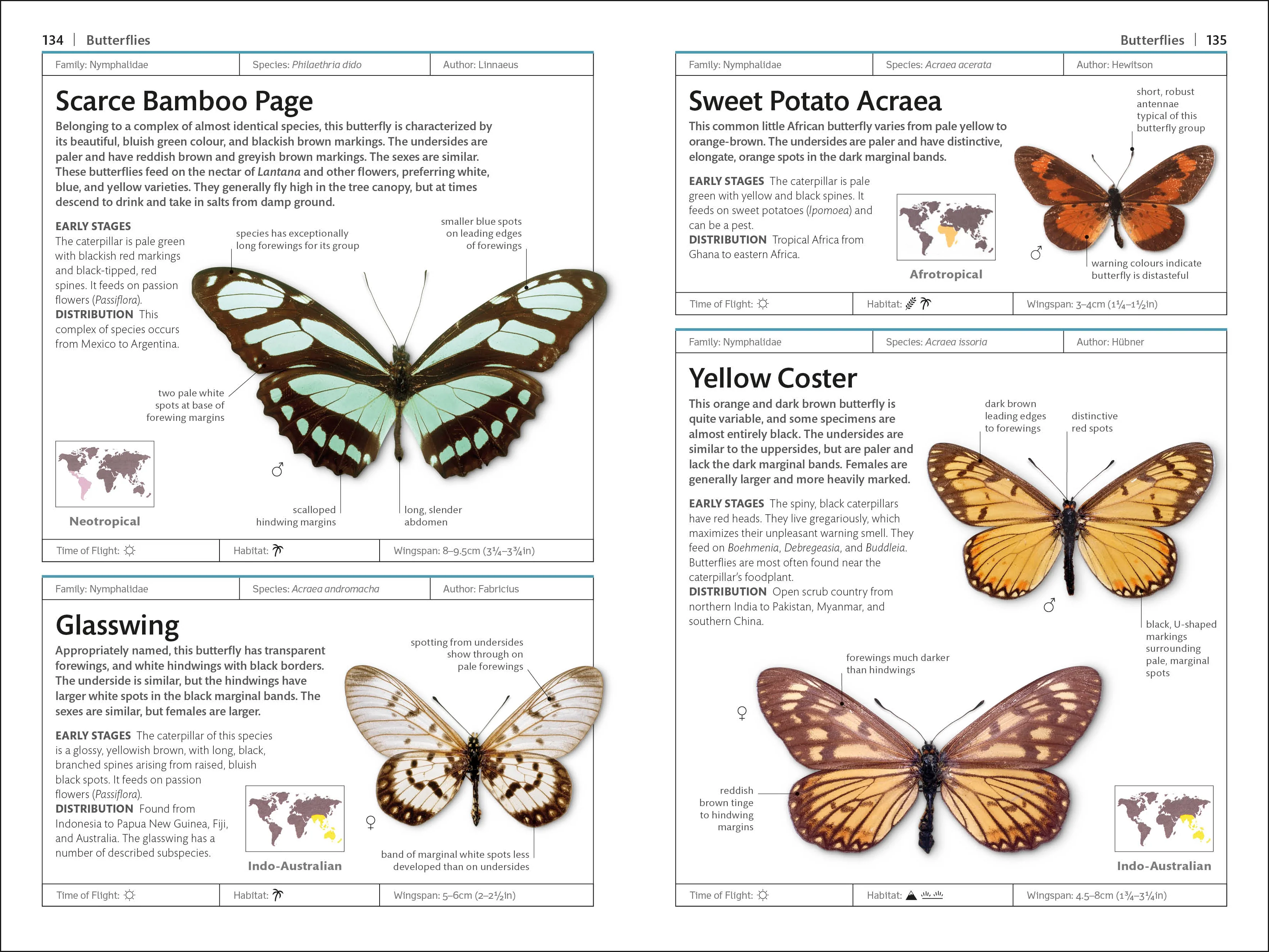 Butterflies and Moths - Image 4