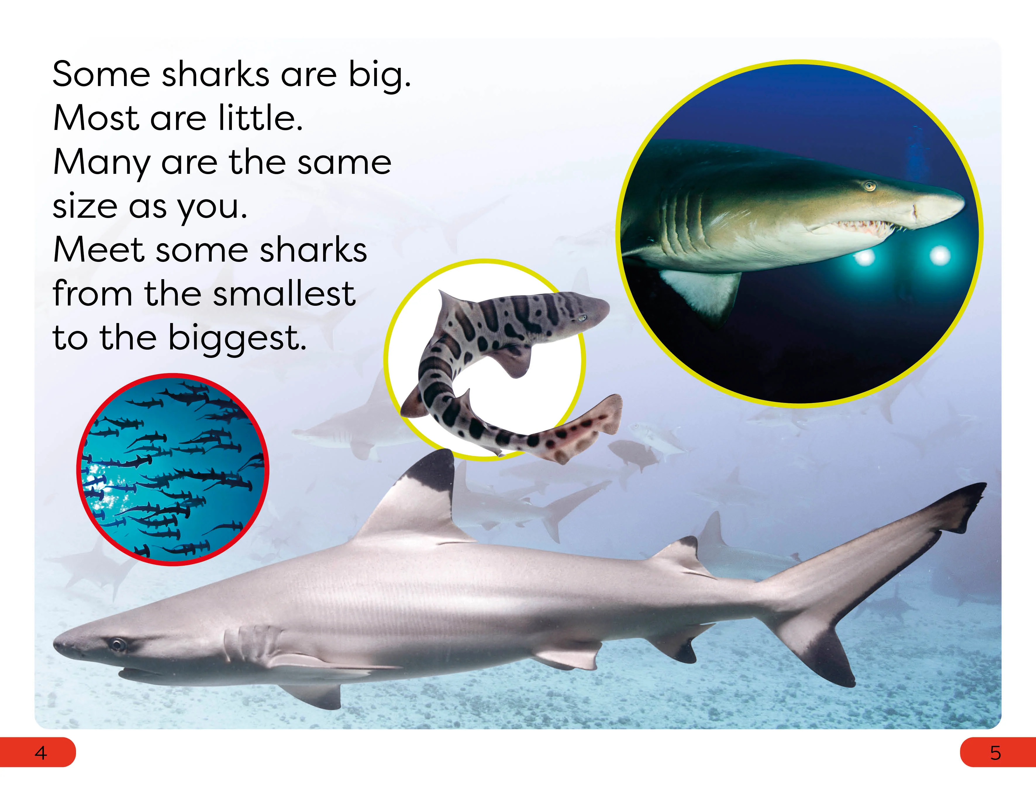 DK Super Readers Pre-Level Little Sharks Big Sharks - Image 2