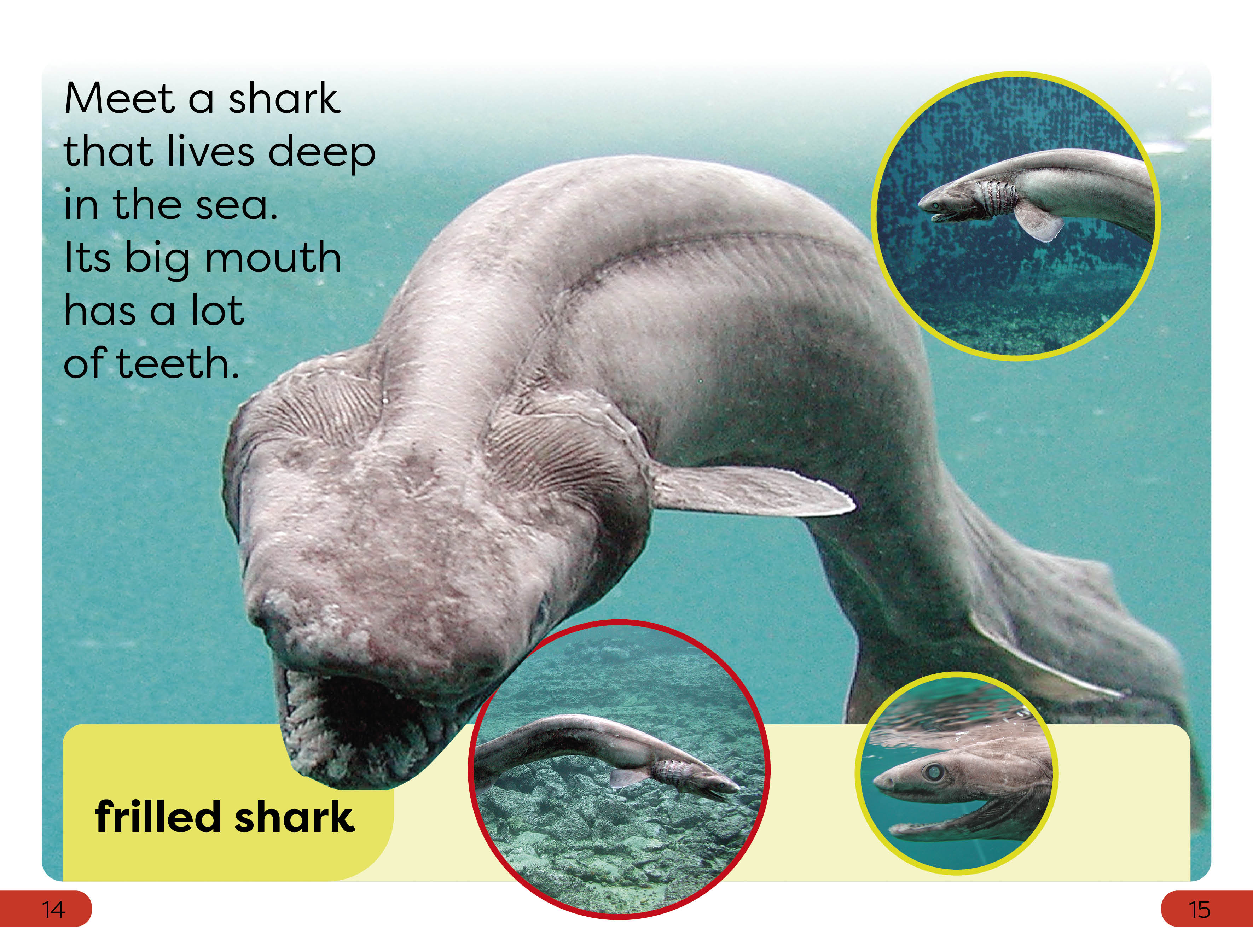 DK Super Readers Pre-Level Little Sharks Big Sharks - Image 3