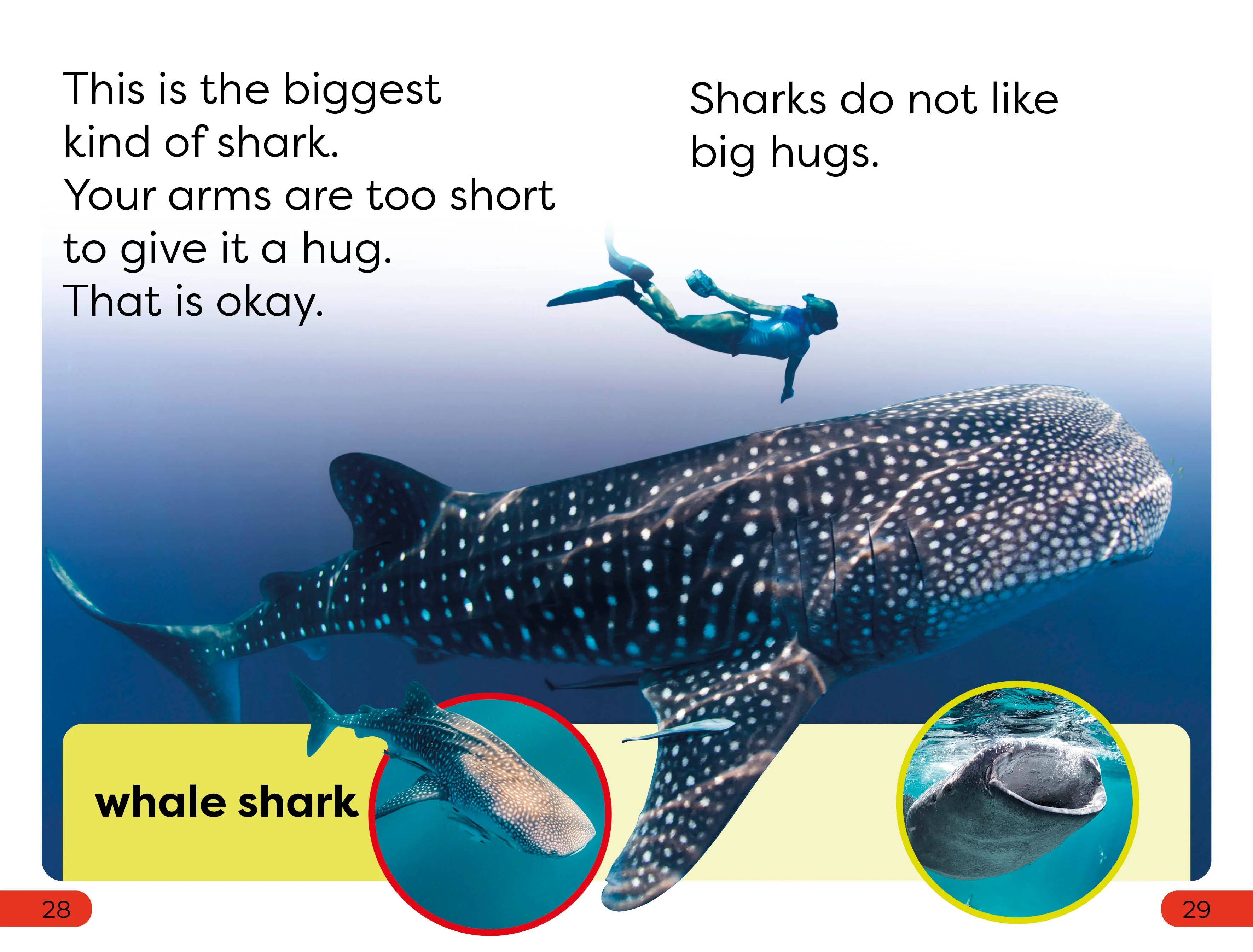 DK Super Readers Pre-Level Little Sharks Big Sharks - Image 4