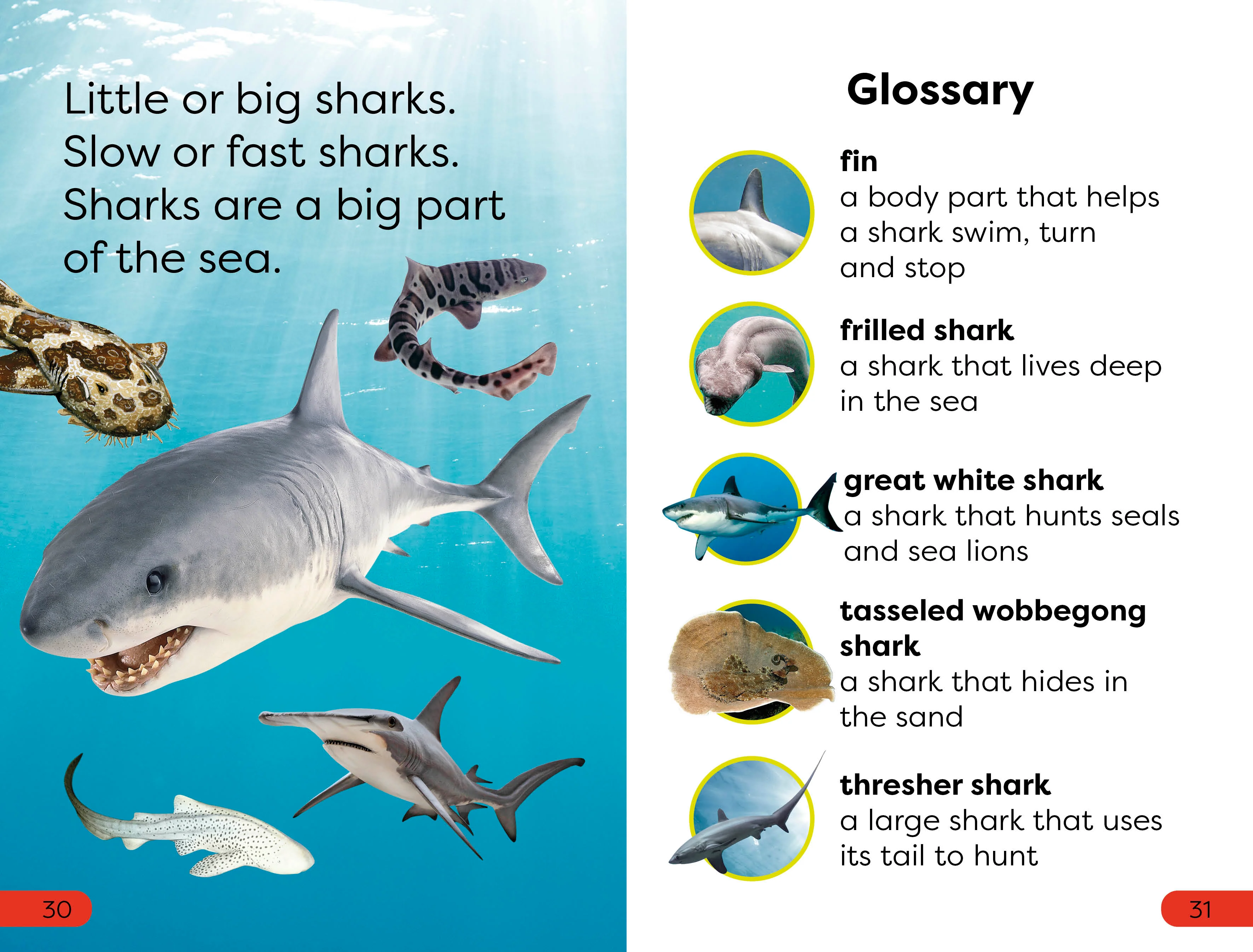 DK Super Readers Pre-Level Little Sharks Big Sharks - Image 5