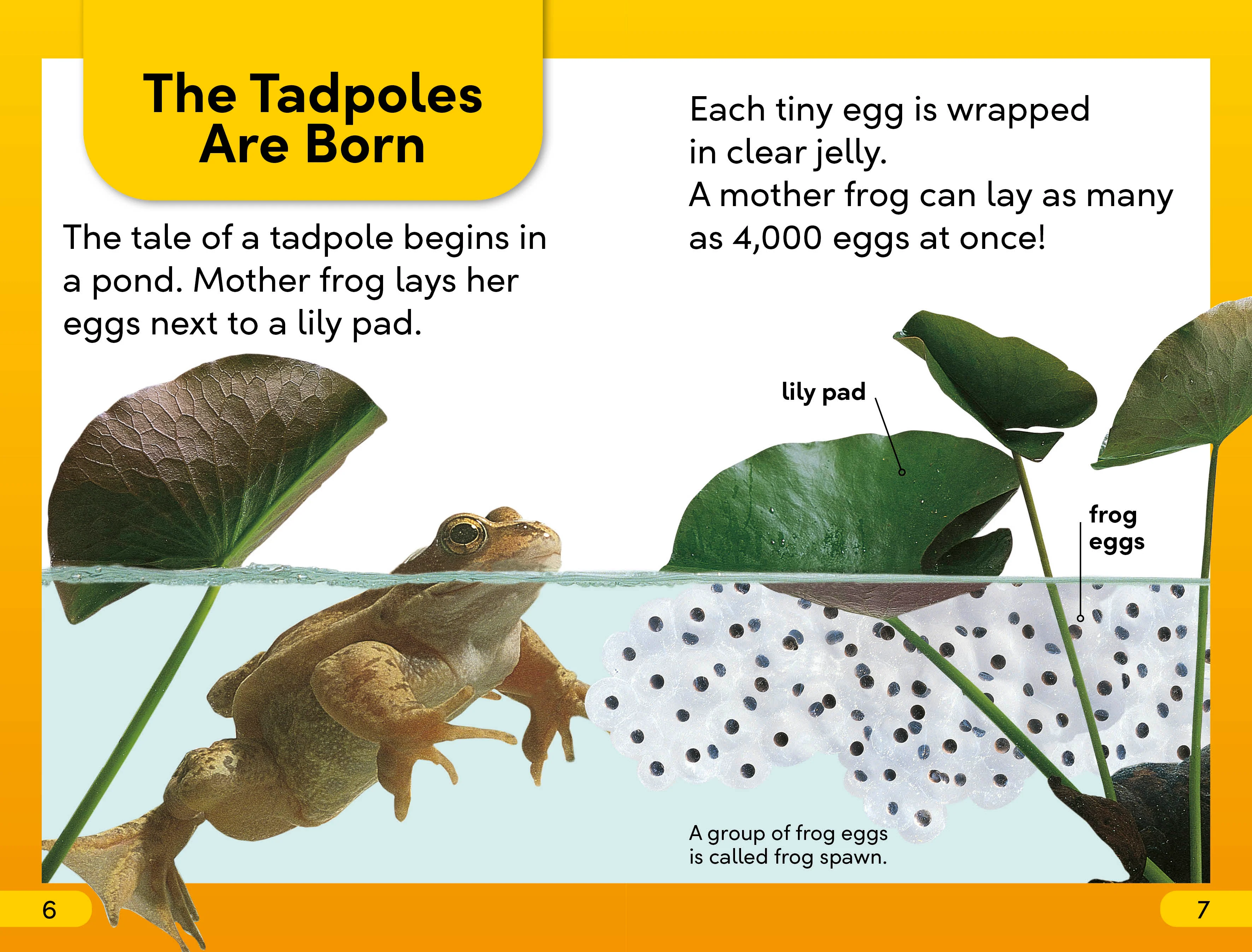DK Super Readers Level 2 Tale of a Tadpole - Image 3