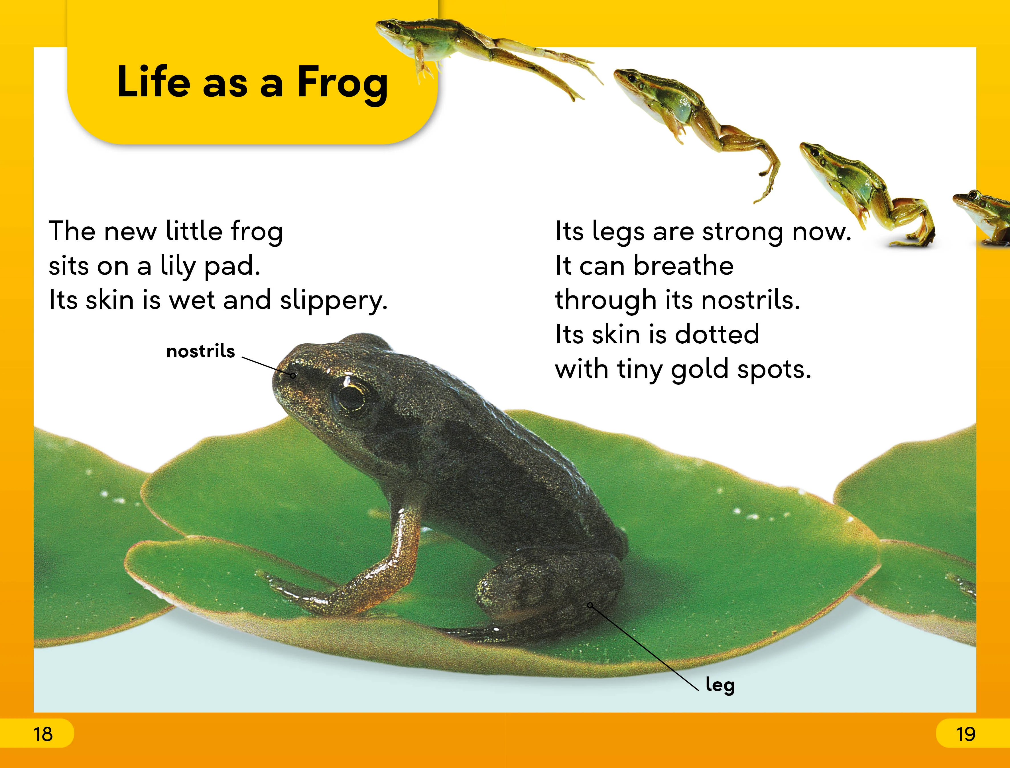 DK Super Readers Level 2 Tale of a Tadpole - Image 4