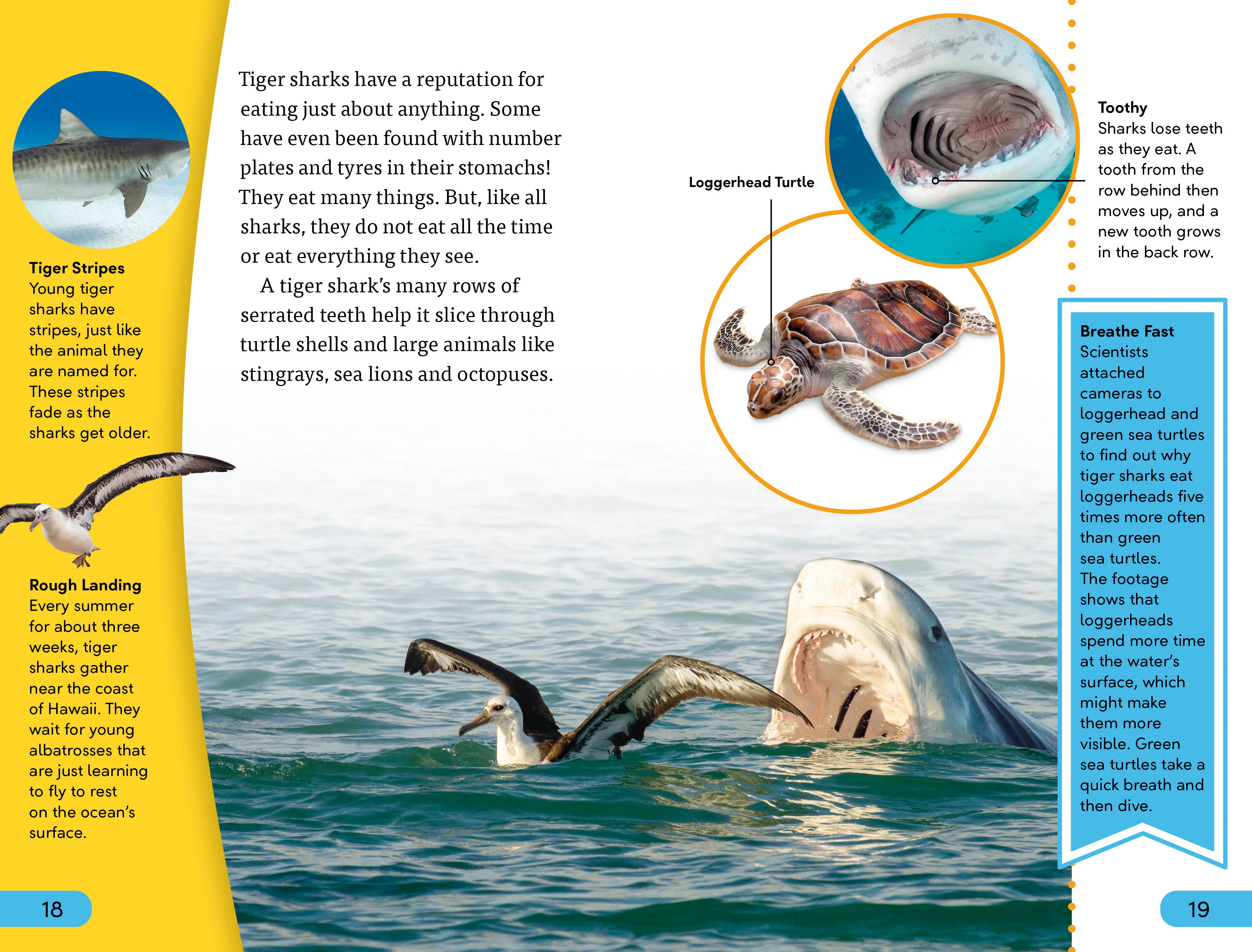 DK Super Readers Level 4 Shark: Apex Predator - Image 3