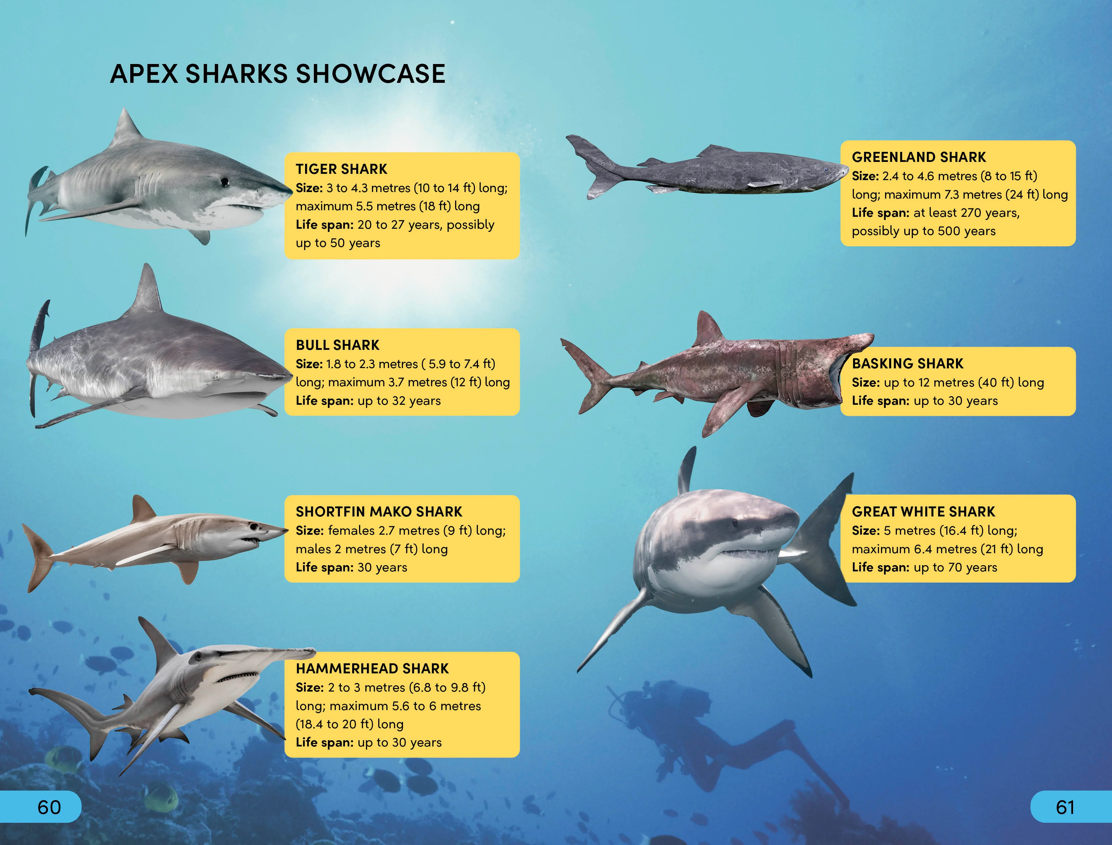DK Super Readers Level 4 Shark: Apex Predator - Image 4