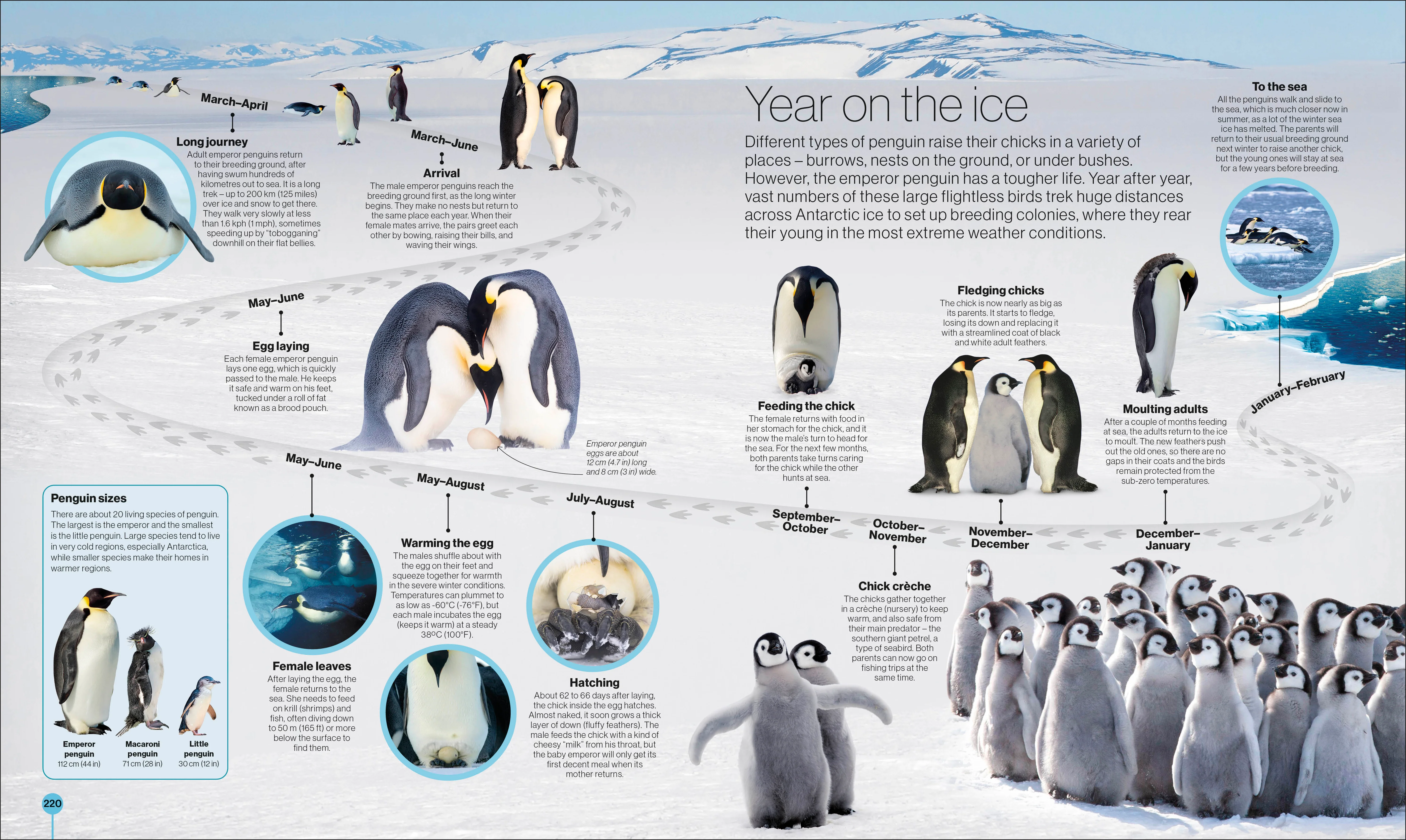 Timelines of Nature - Image 3