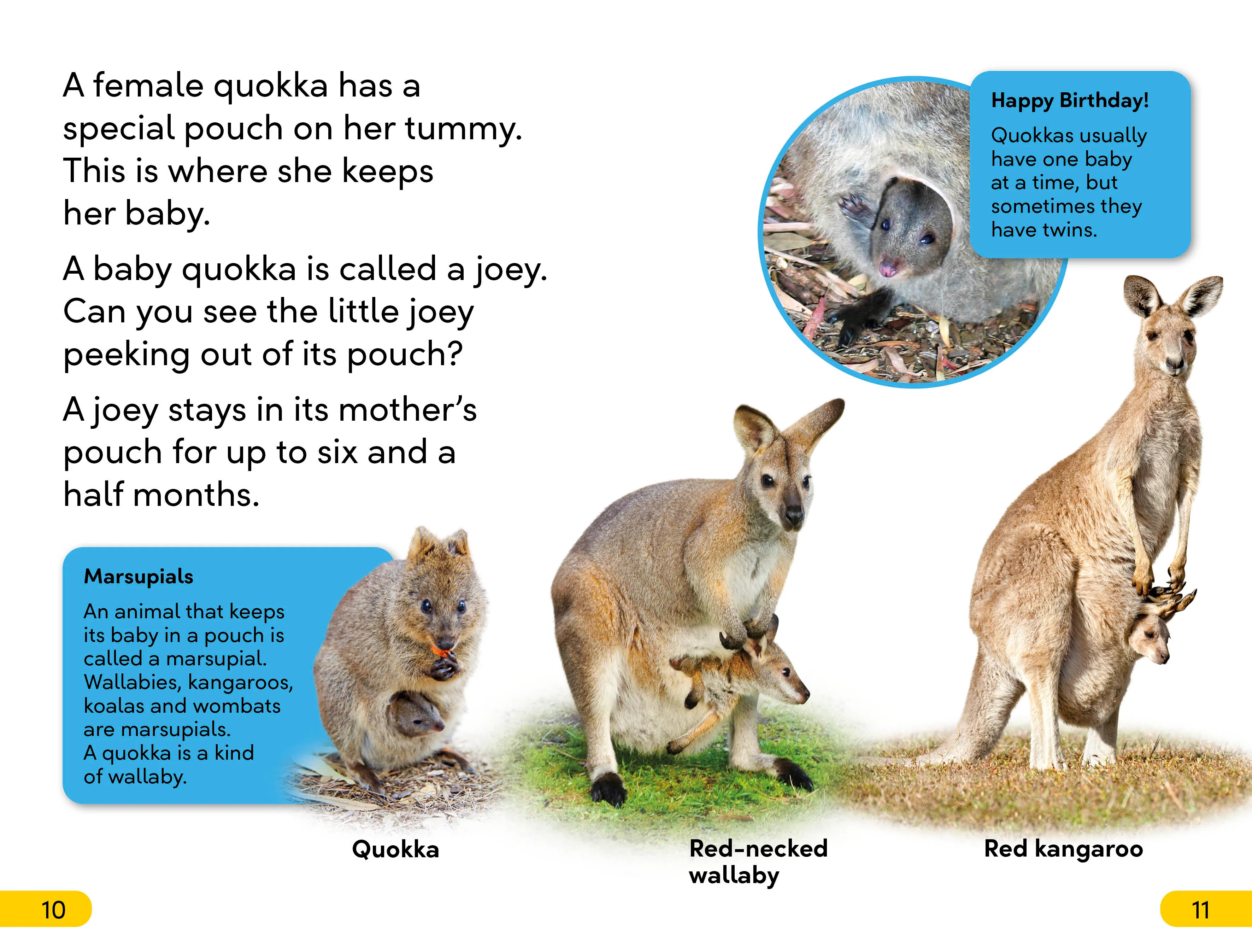 DK Super Readers Level 2 Quokkas - Image 3