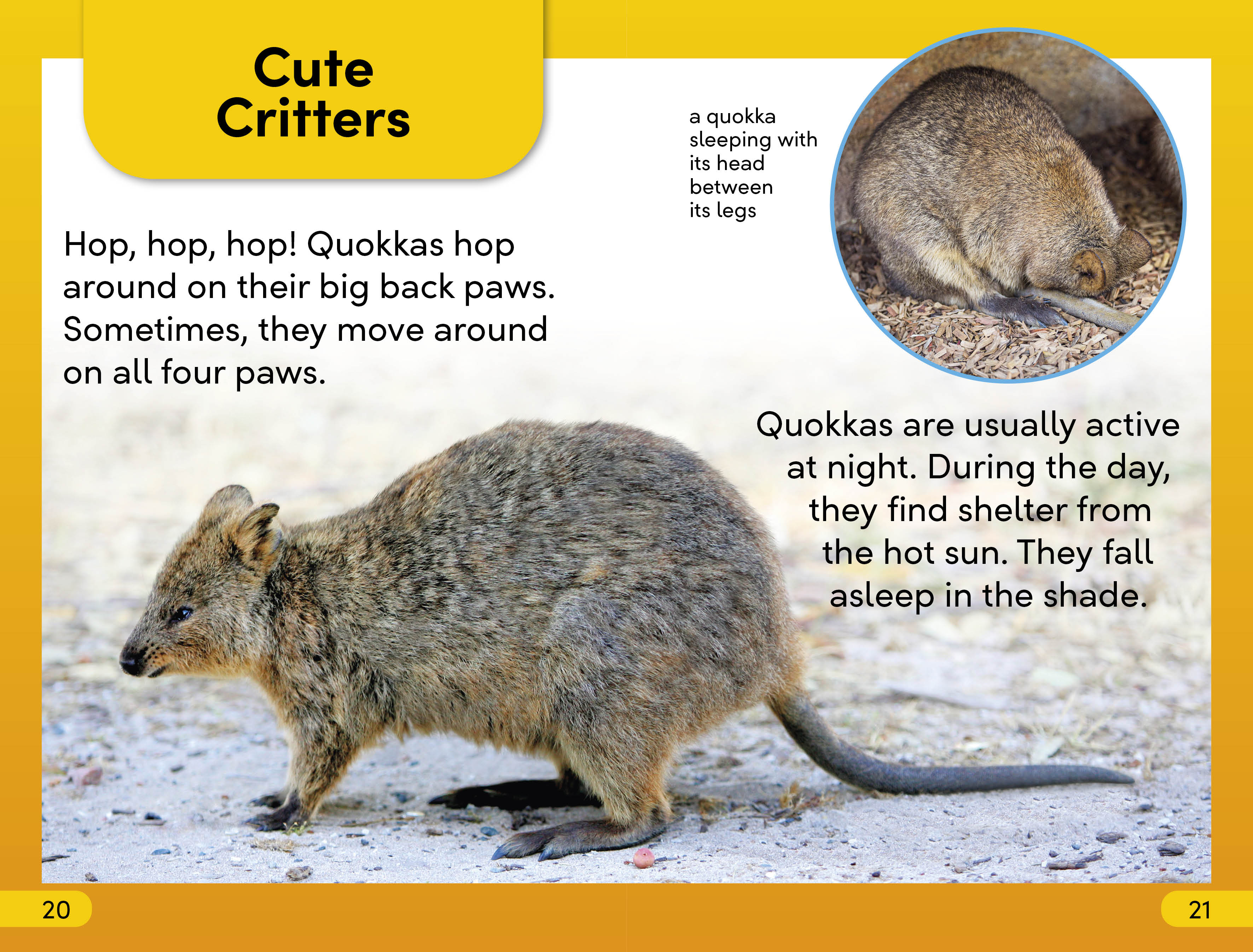 DK Super Readers Level 2 Quokkas - Image 4