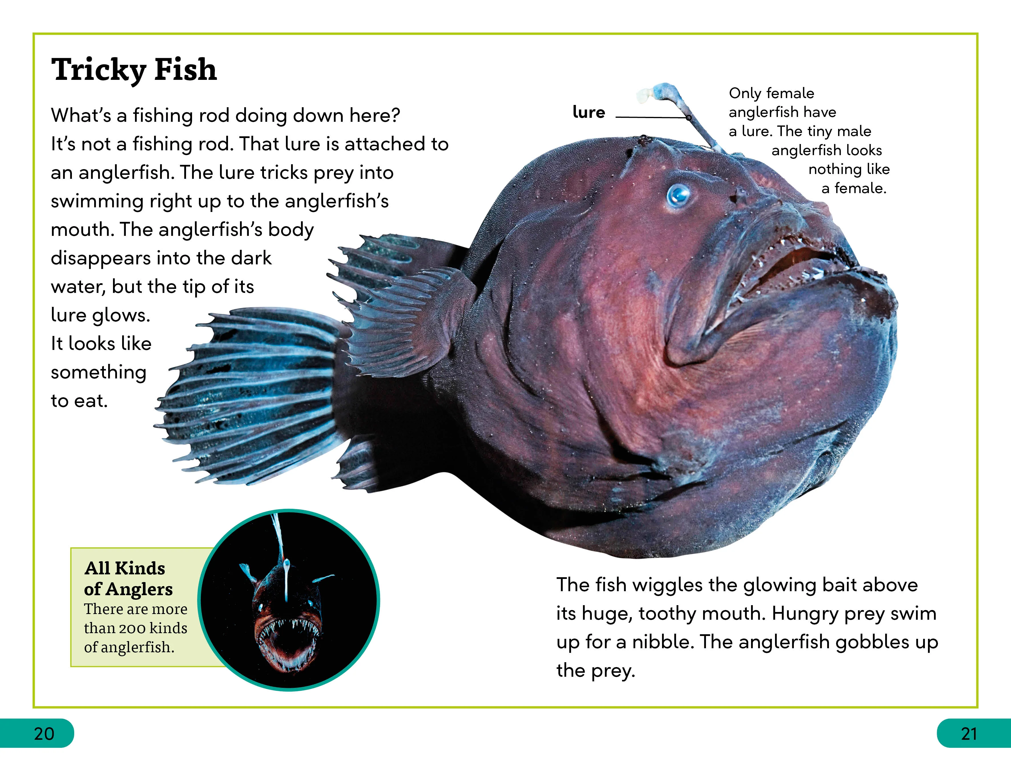 DK Super Readers Level 3 Deep-Sea Creatures - Image 3